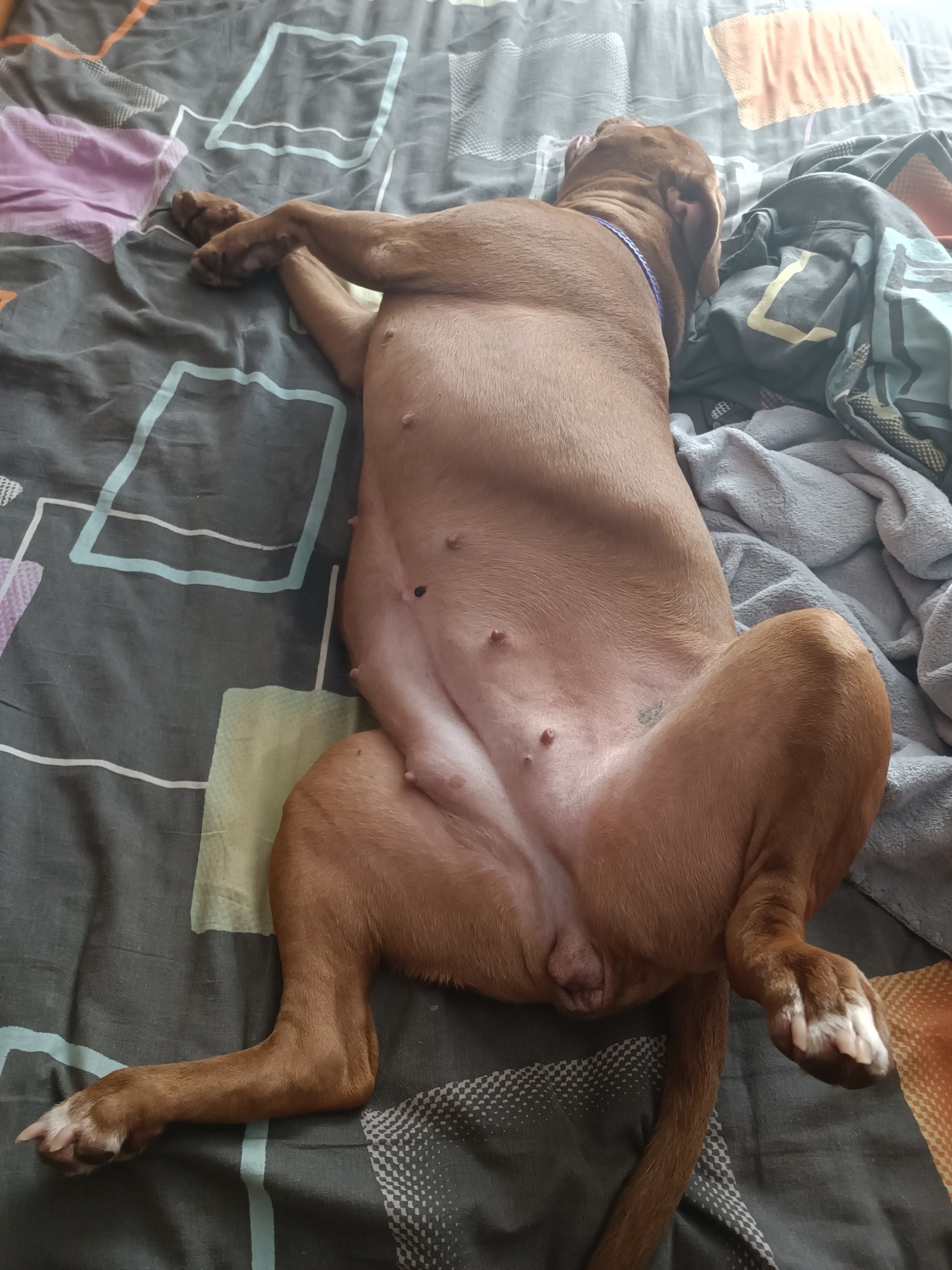 An adult, brown-furred dog is lying on its back on a bed with a grey patterned duvet. The dog is positioned with its head facing away from the camera, and its legs are splayed out. The dog's underbelly is exposed, revealing nipples and a slight tattoo on its flank. The bedding appears to be in a residential setting. There is no indication of the location being in Zaporizhzhia, Ukraine.