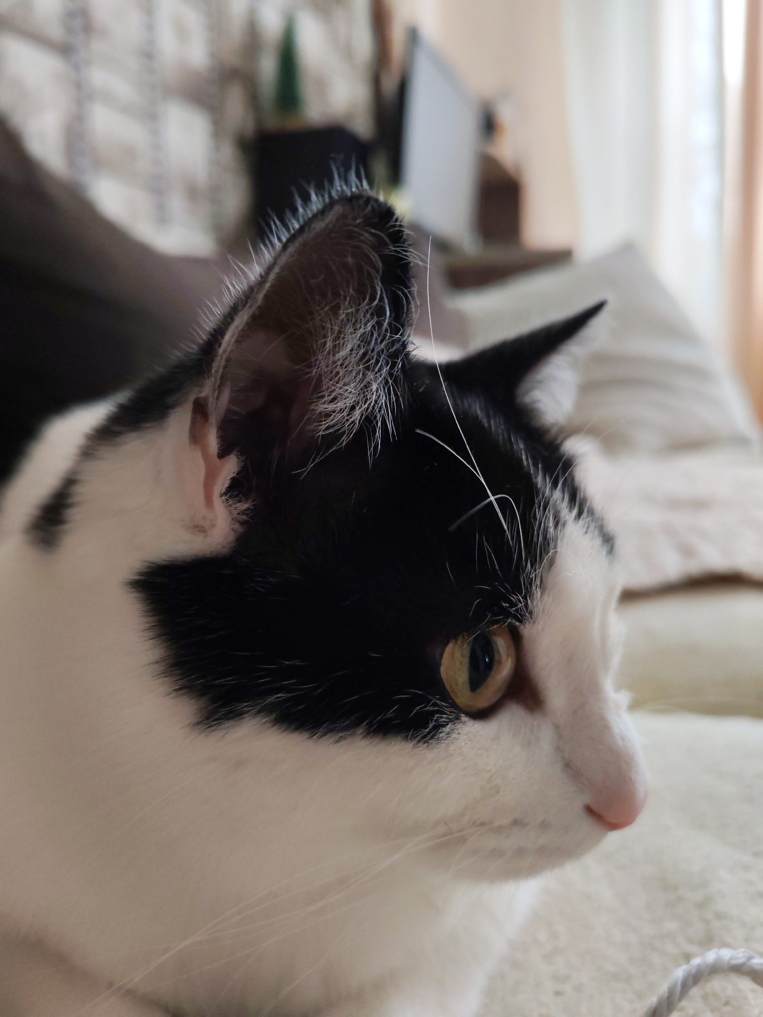A close-up, indoor shot depicts a black and white cat in profile. The cat's head is the main focus, with its left ear prominently displayed, showing detailed inner ear hair. The cat has yellow eyes and a pink nose. The background is blurred, showing a sofa or bedding, a partial view of a television, and other indistinct household objects. The location is described to be Chaikovsky, Russia.