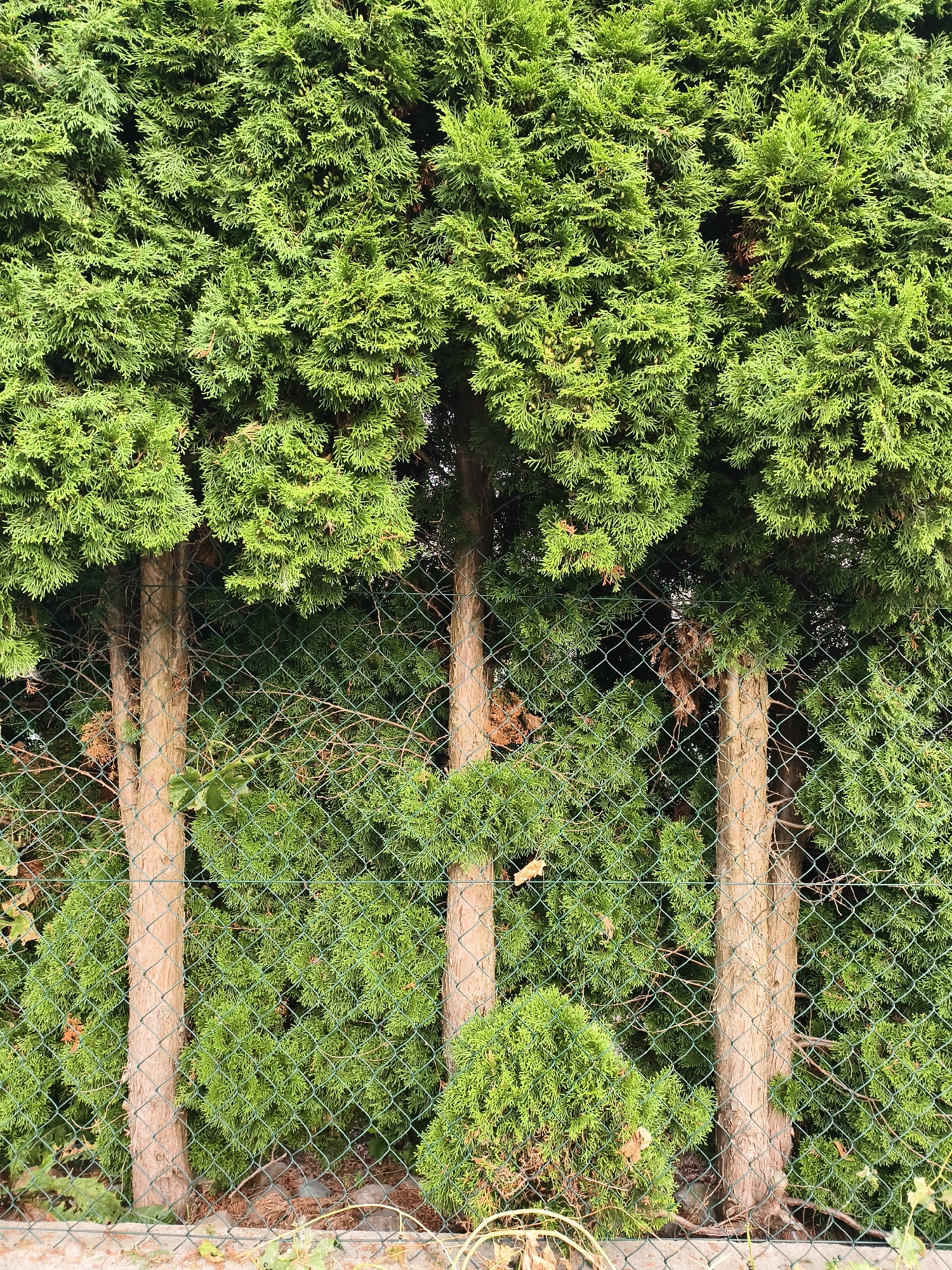 The image shows a close-up, eye-level view of a dense evergreen hedge, likely cypress or thuya, behind a green chain-link fence. The hedge is lush and vibrant green, with some brown, dried foliage visible within its layers. Several tree trunks, appearing to be part of the hedge's structure, are visible through the fencing. These trunks are rough and textured, with a light brown to reddish-brown hue. The fence is in focus, with the diamond pattern of the mesh clearly discernible. In the foreground, a concrete barrier runs horizontally, with some dry leaves and twigs scattered on it and around it. The background is filled with the thick foliage of the hedge, creating a sense of depth and enclosure. The lighting suggests it is daytime, with the sun illuminating the upper portions of the hedge. This scene is likely a residential garden or a border planting along a property line.