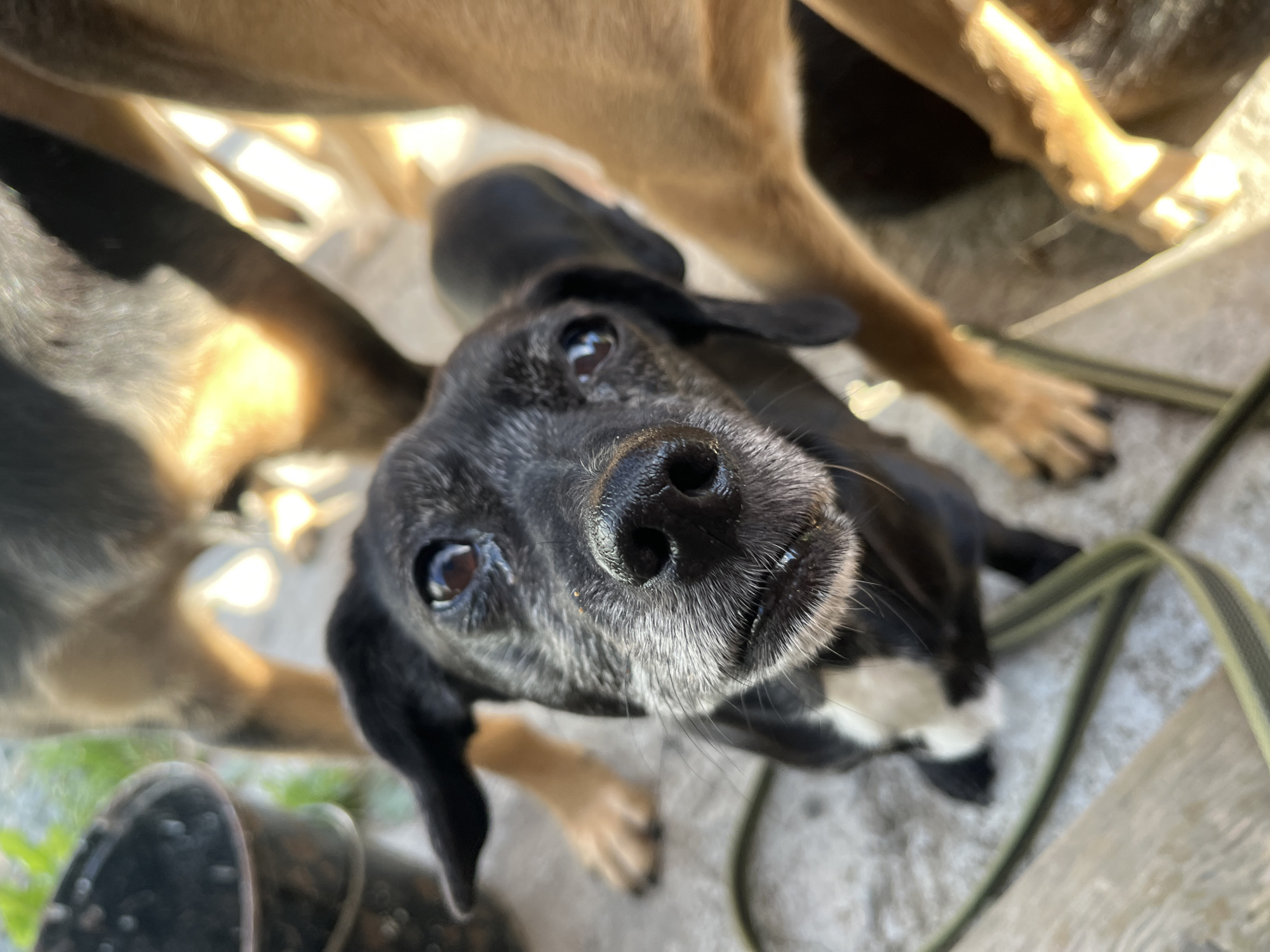 A close-up, low-angle shot captures the face of a black and white dog with graying fur around its muzzle. The dog is looking directly at the camera with dark, expressive eyes. Its wet nose is prominent in the foreground, with long white whiskers fanned out. A green leash is visible in the lower left portion of the image, leading away from the dog. In the background, the legs and bodies of at least two other dogs are visible, one appearing to be larger and brown, and another darker-colored dog partially obscured. The ground appears to be concrete or a similar textured surface. There is a dark bucket visible in the far left background, and hints of green foliage. Sunlight creates bright highlights on the dogs' fur and the surrounding area. The scene is outdoors, likely in a yard or open space. The location is not specified in the image or its context as Nizhny Tagil, Russia.