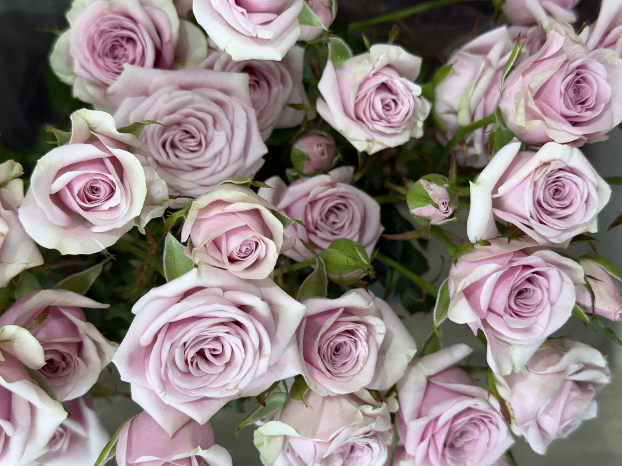 A close-up, high-angle shot captures a bouquet of numerous light pink roses, some fully bloomed and others in bud. The roses are arranged densely, filling the frame. The petals are delicate and layered, with subtle variations in color from pale pink to a more saturated rose shade at the center of the blooms. Green leaves and stems are interspersed among the flowers, and some of the rosebuds have a slight green hue. The background is dark and out of focus, making the roses the clear subject. The lighting is soft and diffused, highlighting the textures of the petals. The image appears to be a still life composition, focusing solely on the floral arrangement.