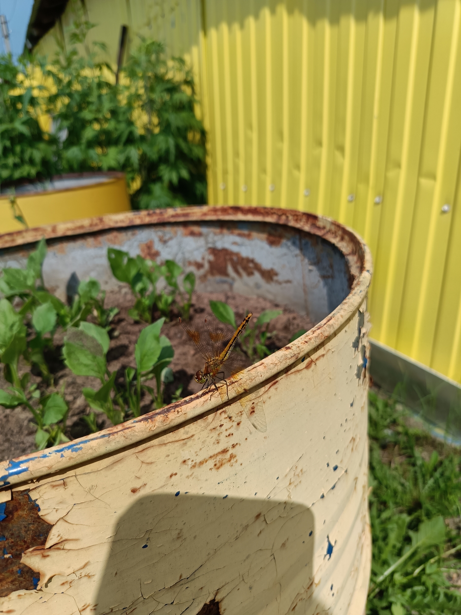 An extreme close-up shot focuses on a dragonfly perched on the rusted, chipped rim of a weathered, yellow barrel that contains young green plants. The dragonfly, with its segmented body and delicate wings, is positioned on the left side of the frame, facing towards the right. The barrel's surface shows significant wear and tear, with peeling paint revealing rust and blue undertones. In the background, a bright yellow corrugated metal fence runs vertically, and out-of-focus green foliage can be seen to the left. The scene is lit by direct sunlight, casting a shadow of the dragonfly onto the barrel. The location is identified as Strezhevoi, Russia.