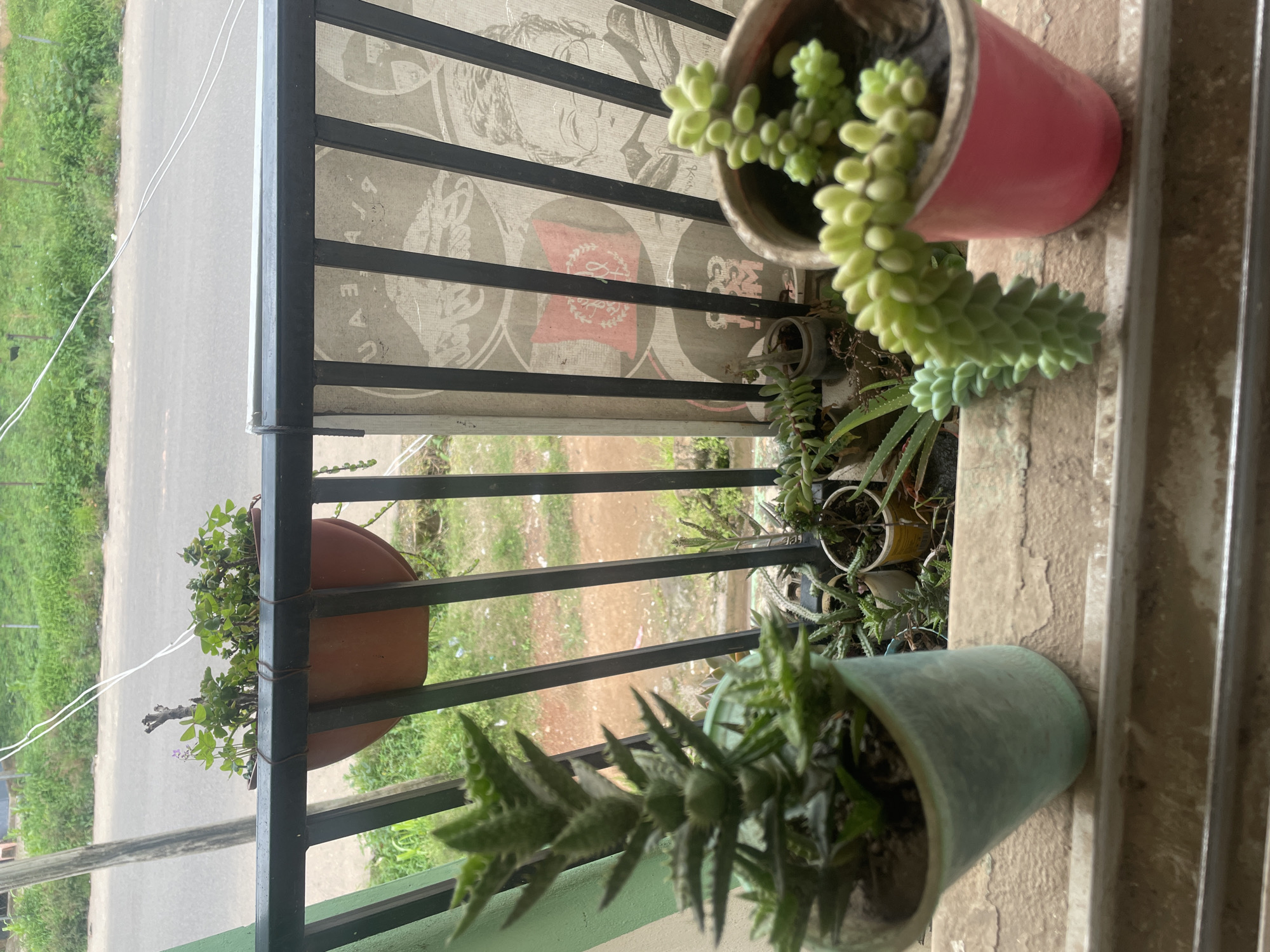 The image shows a collection of potted plants on a balcony railing, with a street scene visible in the background. The plants appear to be succulents, including a tall, spiky plant in a light blue pot on the left, and a trailing plant with bead-like leaves in a pink pot on the right. There is also a hanging planter with green foliage and a small purple flower above the railing. The balcony railing is black metal, and behind it, a rough, textured wall with faded graphics is visible. The street is paved and flanked by green vegetation. The lighting suggests it is daytime, with the sun casting some shadows. The overall impression is a residential balcony in an urban setting. Given the context of Jos, Nigeria, this scene likely depicts a typical balcony setup in a residential area of the city, providing a touch of greenery against the urban backdrop.