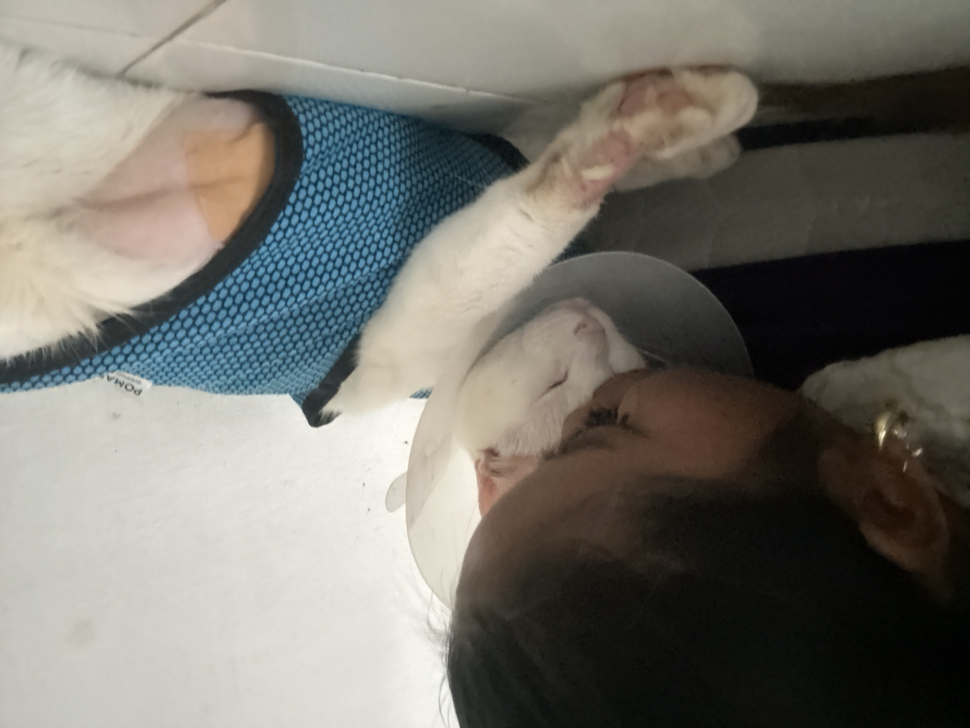 A white cat wearing a blue mesh vest and a cone collar is lying on a white tile floor. The cat's front paw is extended upwards. A person with black hair and dark skin is positioned next to the cat with the cone of shame in the picture. The scene is located in North Jakarta, Indonesia.