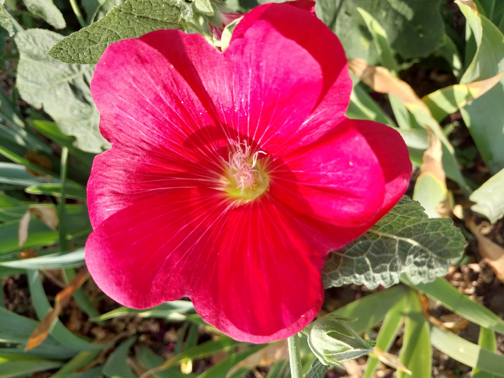 A bright pink hollyhock flower is in full bloom, its petals radiating from a central stamen. The flower is positioned in the foreground, taking up most of the frame, with its vibrant color contrasting against the blurred green foliage and brown earth of the background. To the lower left of the flower, a closed hollyhock bud is visible, covered in fine hairs. The scene is likely in a garden or park. No people are present.