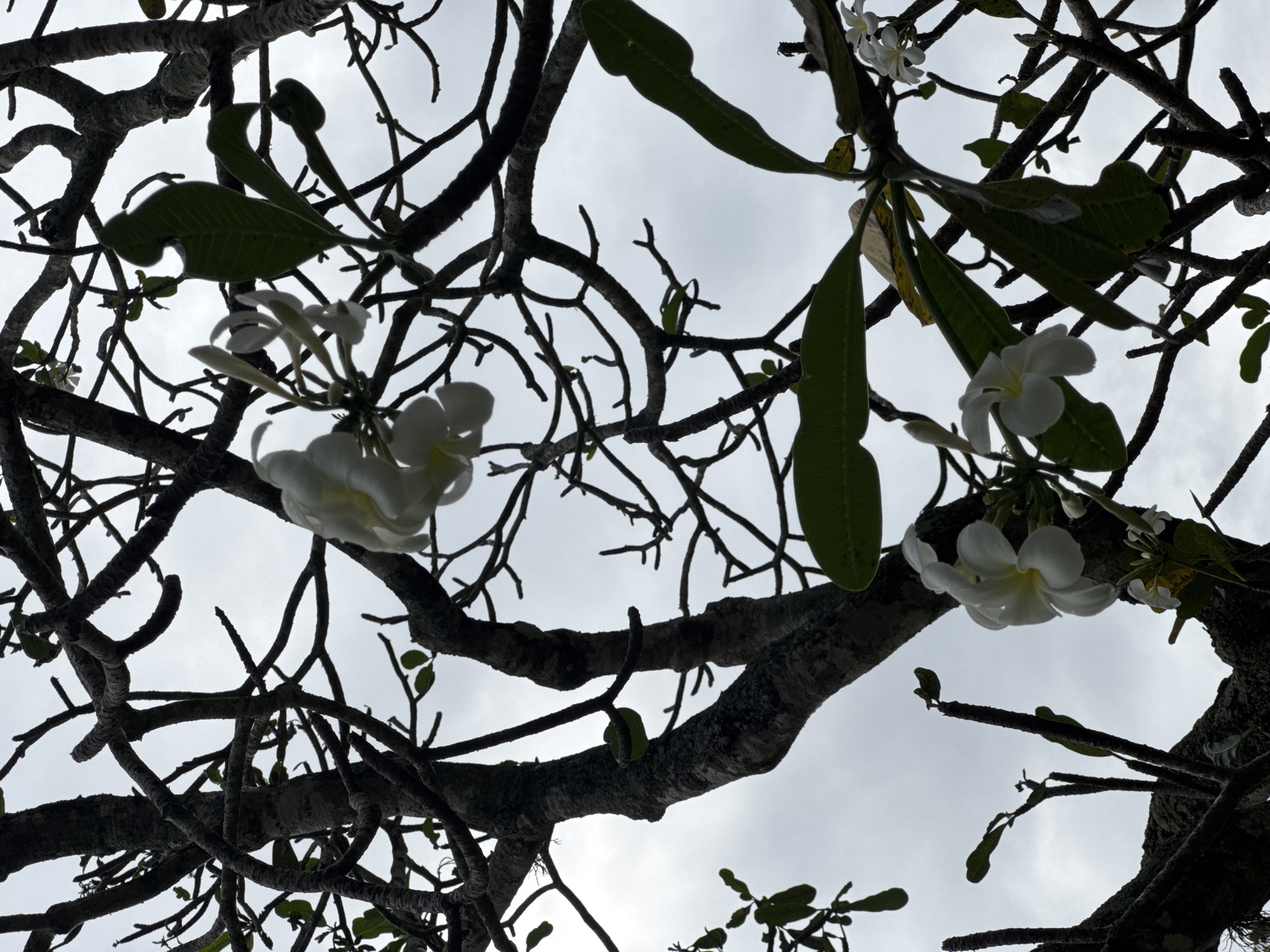 The image is taken from a low angle, looking up into a tree with branches and foliage silhouetted against a cloudy sky. There are several white flowers, possibly plumeria, blooming on the tree. The location is Kuta Selatan, Indonesia, based on the content of the prompt. The branches are dark and bare, while the leaves are a medium green. The sky is a light grey, suggesting overcast conditions. No people or specific objects other than the tree, flowers, leaves, and sky are visible. There are no apparent actions or interactions. The environment appears to be natural, with the tree as the primary subject.