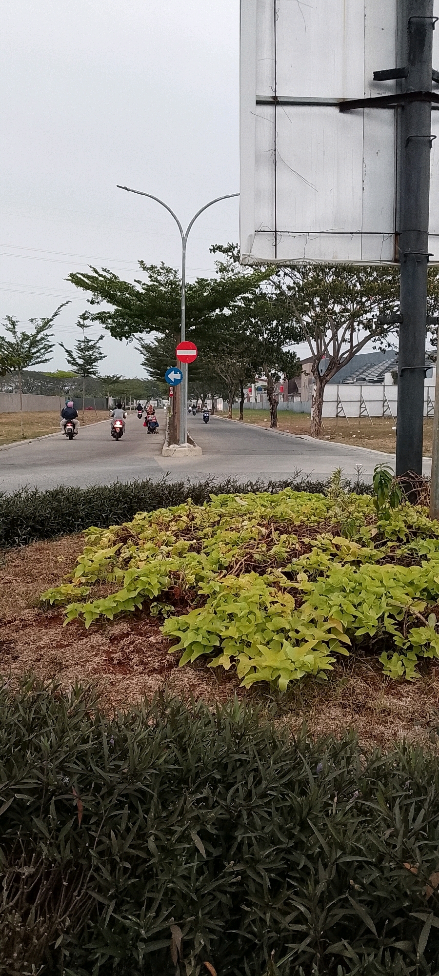 The image depicts a street scene in the city of Satriamekar, Indonesia, under an overcast sky. In the foreground, a dense patch of light green, leafy ground cover with visible brown soil and some dry grass is prominent. Behind this, a dark green, bushy shrubbery forms the bottom edge of the frame.
The street itself is paved and appears to be a two-lane road. Several individuals are seen riding motorcycles on the road, traveling in the same direction towards the background. The motorcycles are varied in color, and the riders are mostly obscured by their helmets or the distance.
Along the right side of the road, a large, white billboard stands erect, supported by a dark grey pole. The back of the billboard is visible, showing metal framing and some hanging wires or threads. A taller, darker pole, possibly part of the billboard's structure or a separate utility pole, is situated closer to the foreground on the right.
On the left side of the road, a street light with a distinctive curved arm is visible. A traffic sign with a red circle and a horizontal white bar, indicating "Do Not Enter" or a prohibition, is mounted on a pole, below which is a blue arrow sign pointing left.
The middle ground features a row of trees with green foliage lining both sides of the street, creating a treelined effect. Beyond the trees, residential buildings with grey roofs and some white fencing are visible, suggesting a developed residential area. The overall environment appears to be a suburban or developing urban area with ongoing traffic and infrastructure.