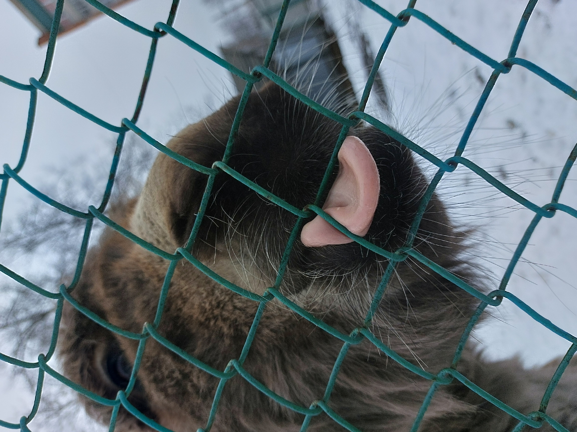 The image depicts a lynx viewed through a green wire fence. The lynx's face, particularly its ear, is close to the fence. The background shows a snowy landscape, possibly within an enclosure. The image was taken in the city of Chaikovsky, Russia.