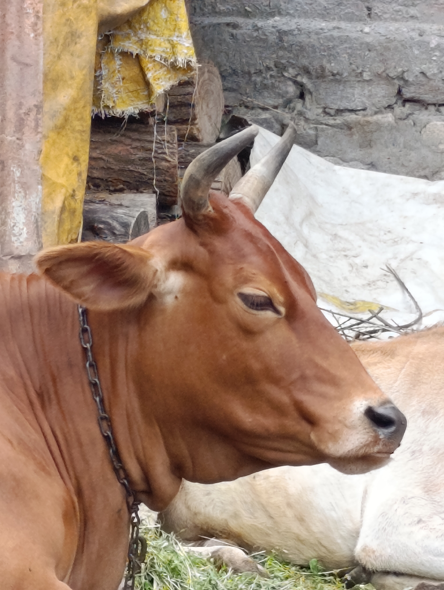 A brown cow with short, curved horns is shown in a close-up, profile view. The cow is wearing a metal chain around its neck. Its eyes are partially closed, and its ears are relaxed. The cow is resting on the ground next to another lighter-colored cow, which is partially visible. The background consists of a rough stone wall, some logs, and a yellow cloth covering. The scene appears to be outdoors in a rustic setting, possibly in the city of Vashisht, India, given the context.