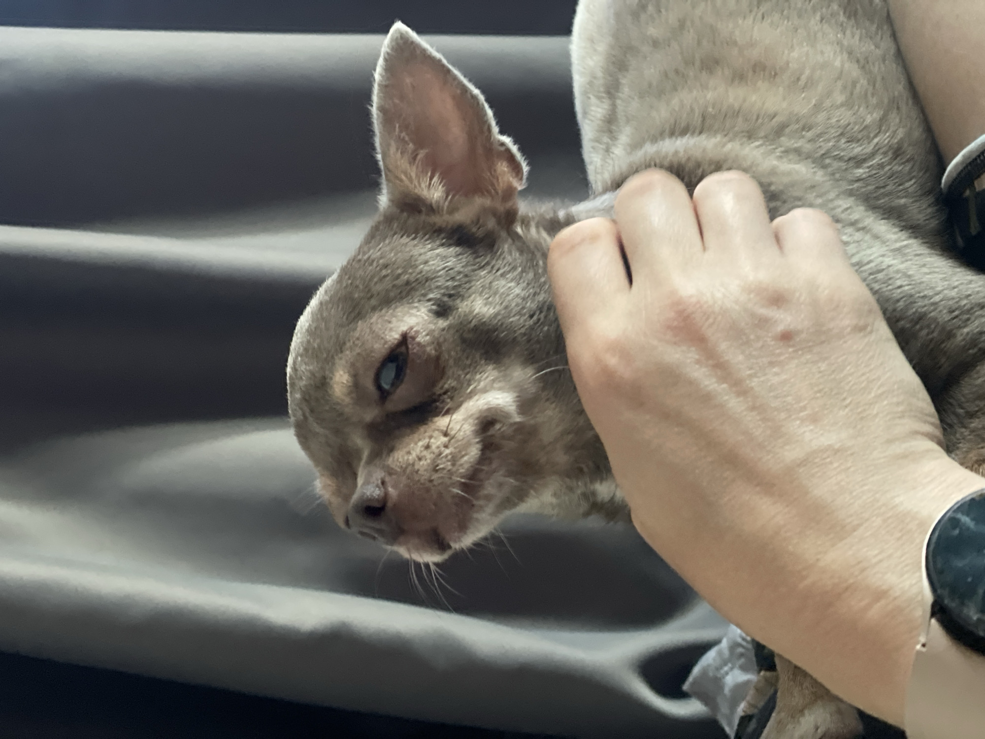 A close-up, vertical, medium shot captures a small, tan Chihuahua-mix dog held by a person's hand. The dog is positioned in the center of the frame, facing left with its head tilted slightly upwards, looking towards the top left. Its eyes are partially closed, and its ears are alert and pointed upwards. The dog's fur is short and appears to have subtle brindle markings. A human hand is visible in the lower left quadrant of the image, gently stroking the dog's head and neck. The hand is light-skinned and has fingernails that appear to be unpainted. A dark-faced smartwatch is visible on the person's wrist, peeking out from the bottom left corner. The background consists of dark, draped fabric, possibly curtains, with vertical folds that create a soft, out-of-focus backdrop. The lighting is diffused, casting subtle shadows and highlights on the dog and the hand. There is no discernible indication of the city of Kornevo, Russia, or any urban setting.