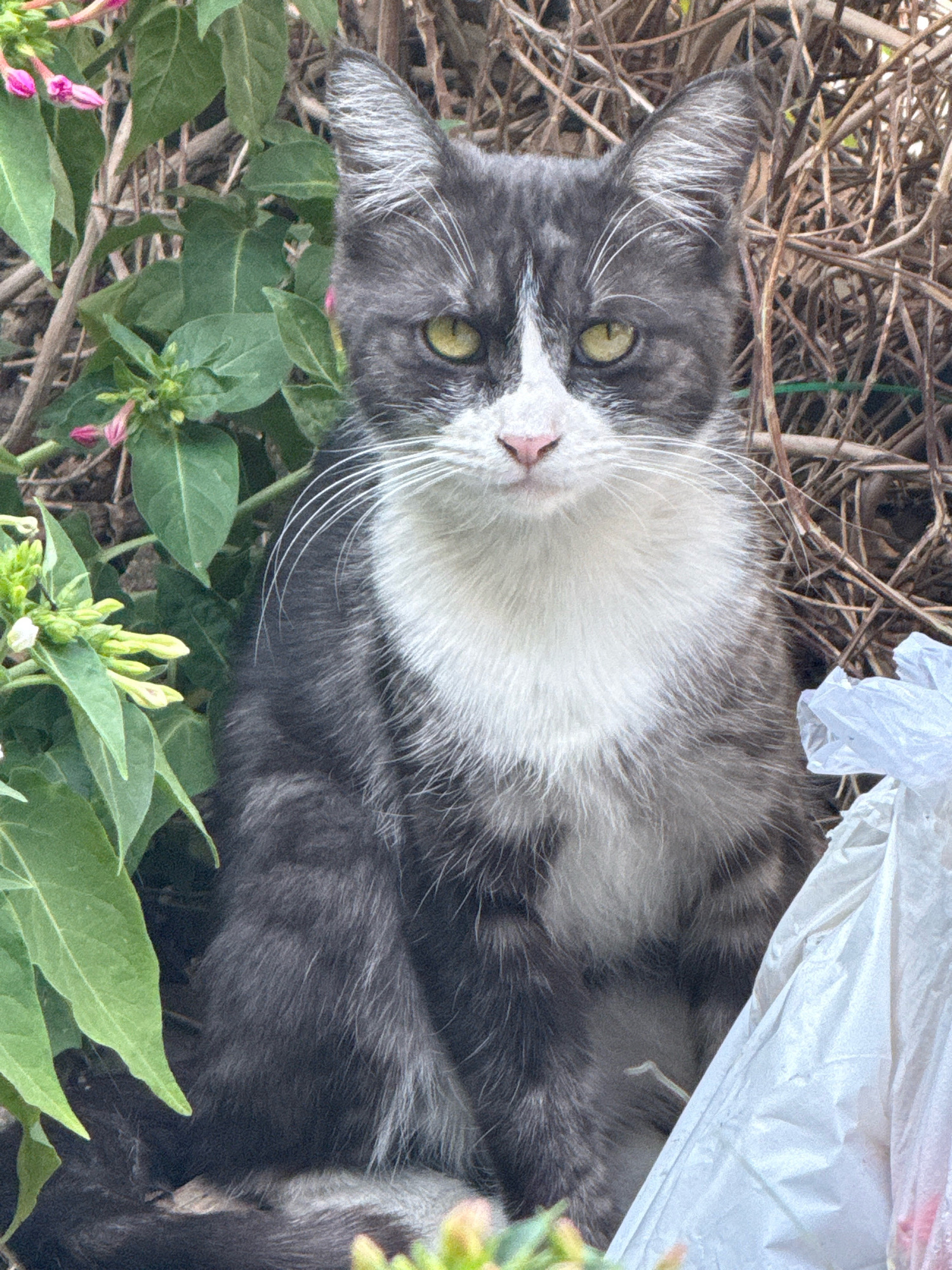 A medium shot captures a gray and white cat with yellow eyes sitting amongst foliage and dry branches. The cat is positioned centrally, facing the camera, with its front paws visible. To the left of the cat, green leaves and pink and white flowers are present. To the right, a crumpled white plastic bag is partially visible. The background consists of a dense arrangement of dry, brown branches. The image appears to be taken outdoors in a natural or semi-natural setting within the city of Tashkent, Uzbekistan.