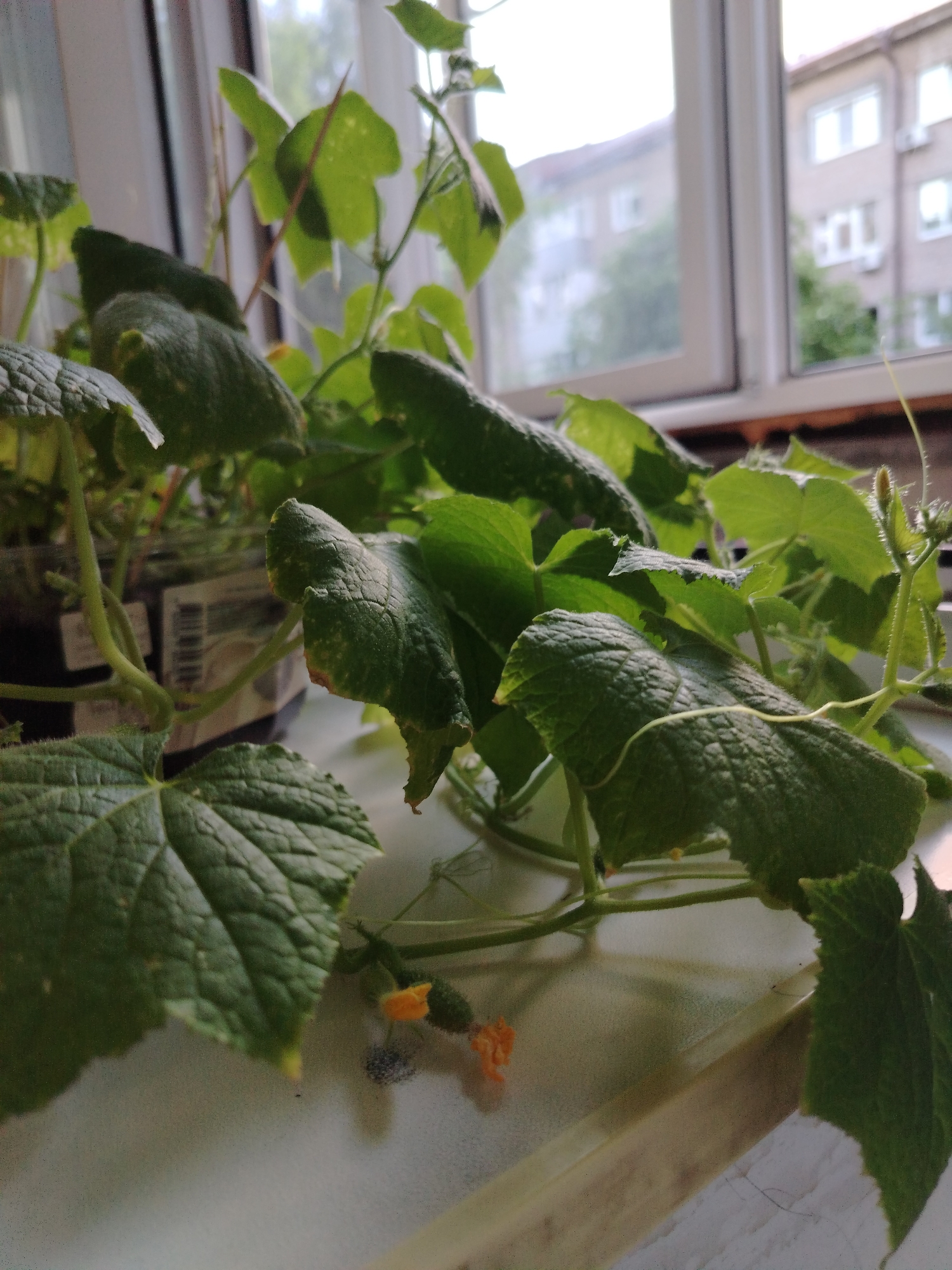 A close-up, low-angle, outdoor shot captures a cucumber plant growing indoors on a windowsill, with a blurred background of buildings and a window. The plant has large, green, textured leaves and several small cucumbers, some with yellow flowers. The windowsill is a light green surface. The lighting suggests an overcast day. The scene is devoid of people.