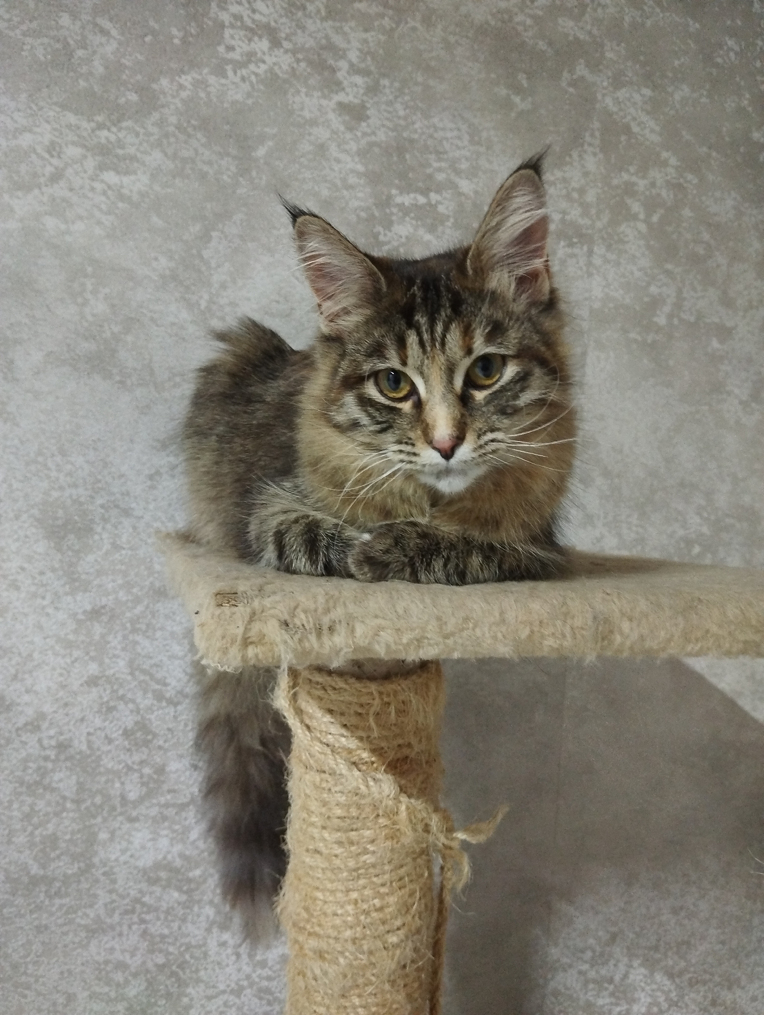 A medium-sized, long-haired tabby cat is the central subject of the image, resting on a beige cat tree platform. The cat, possibly a Maine Coon mix due to its distinct ear tufts and fluffy appearance, faces the viewer directly with a calm and observant expression. Its eyes are a striking yellow-green, and its fur displays a classic tabby pattern with shades of brown, grey, and black stripes, complemented by prominent white whiskers. Its front paws are tucked neatly beneath its body on the platform.
The cat tree platform is covered in a soft, beige, carpet-like material that shows some minor wear. Below the platform, a portion of the cat tree's support column is visible, wrapped in coarse, light brown sisal rope, which also exhibits signs of use. The cat's long, bushy tail hangs down from the platform, partially obscuring the sisal rope column.
The background consists of a textured, light grey wall, providing a neutral and uncluttered setting for the cat. The lighting is even, suggesting an indoor environment. There is no visible text or identifiable objects beyond the cat and its immediate perch. The overall scene depicts a relaxed moment for the feline in its home environment, located in Grishanki, Russia.
