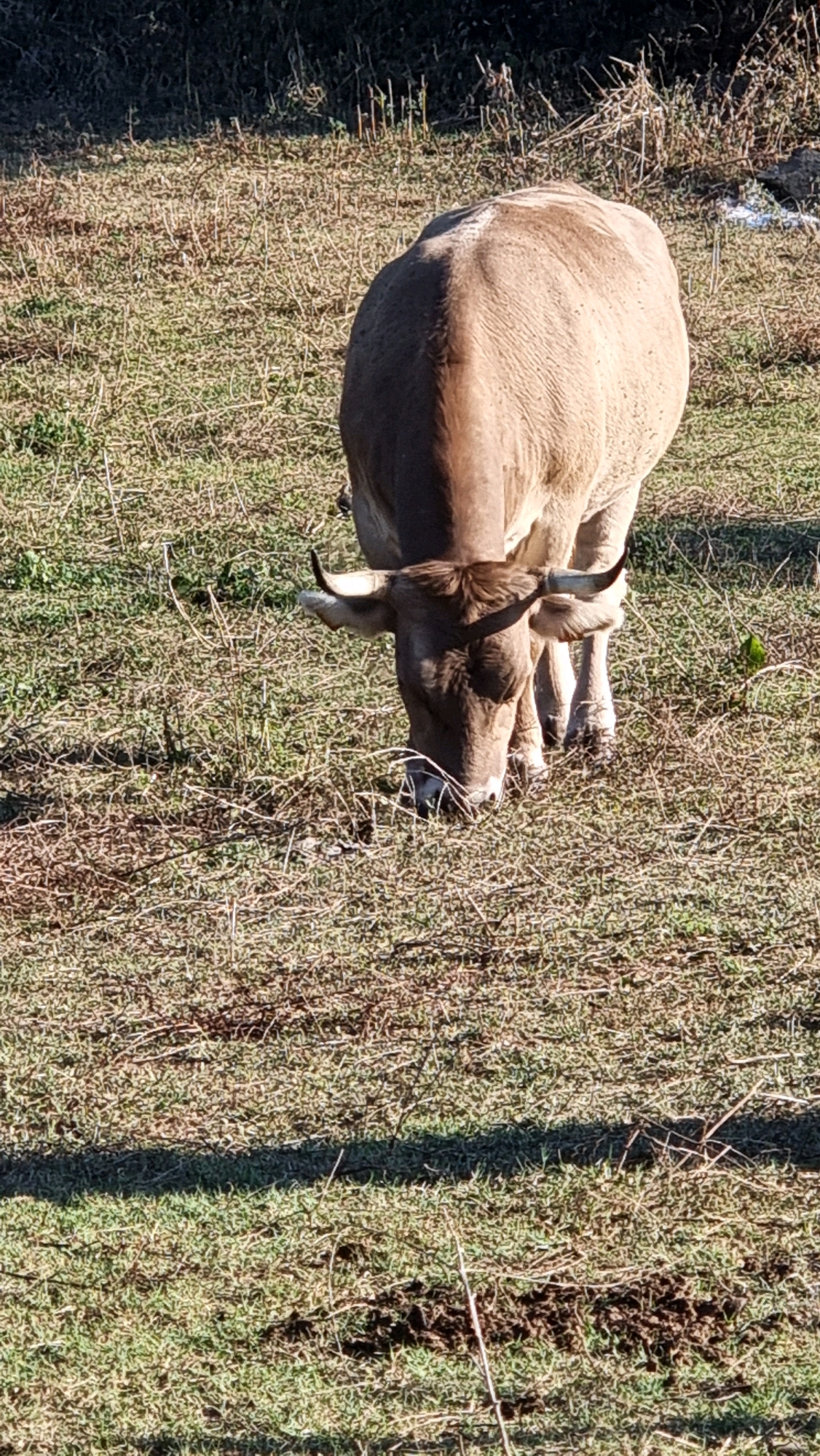 A light brown cow is grazing in a dry, grassy field. The cow is facing downwards, with its head lowered to eat. Its body is mostly visible from behind, with its back and hindquarters taking up the center of the frame. The field is sparsely covered with dry grass and some darker patches of soil. The background consists of darker vegetation, possibly trees or bushes, and some sunlight is casting shadows across the field. The scene appears to be outdoors in a rural setting.