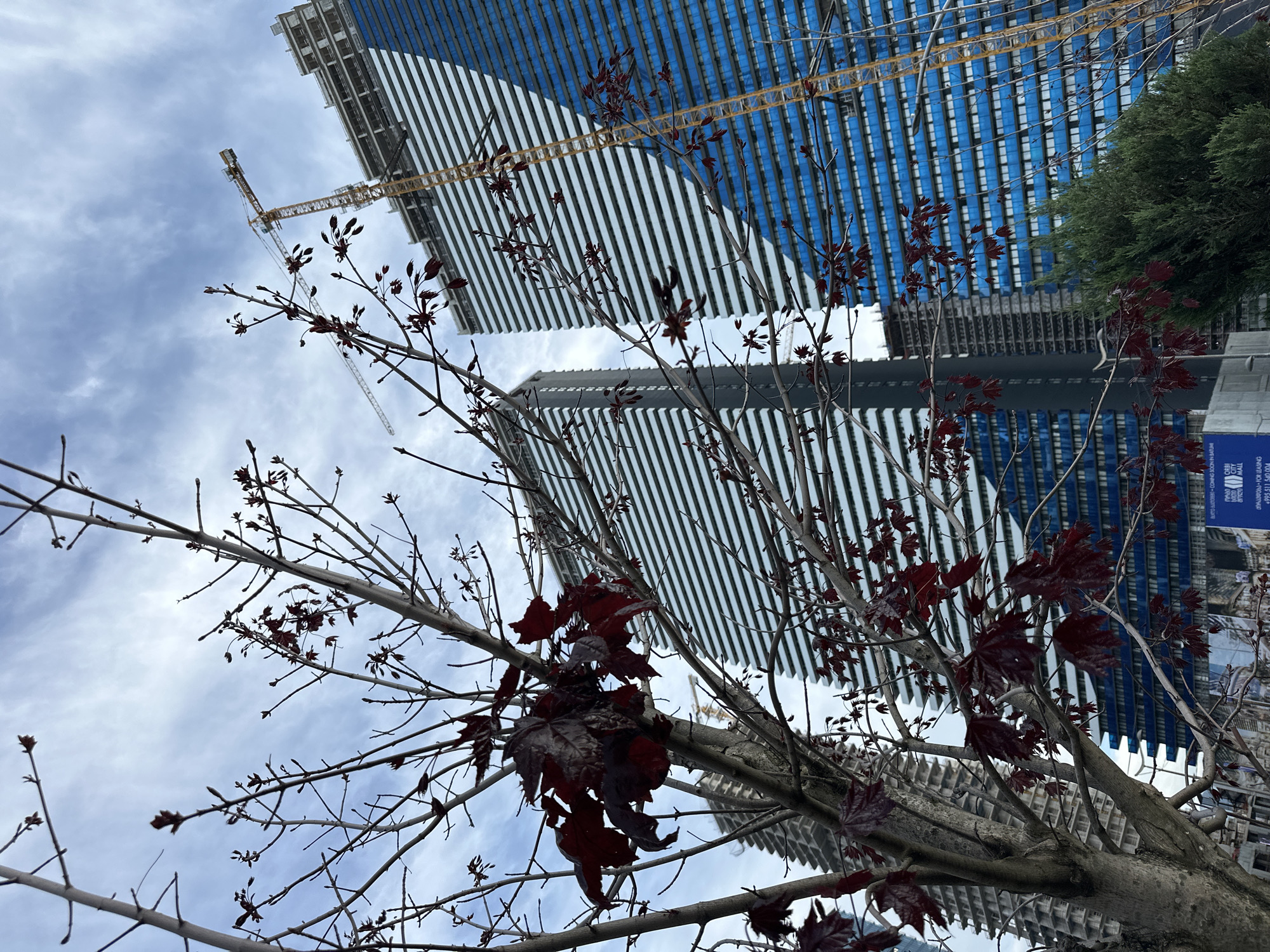 The image captures a low-angle perspective of modern architecture in Batumi, Georgia. Two tall buildings with a blue and white striped facade dominate the background. Construction cranes are visible near the top of the buildings, suggesting ongoing development. The foreground features a tree with bare branches and a few remaining dark red leaves. The sky is partially cloudy. A sign in Georgian with English translation is visible on the far right of the image. The tree appears to be near the Obi City Mall based on the sign.