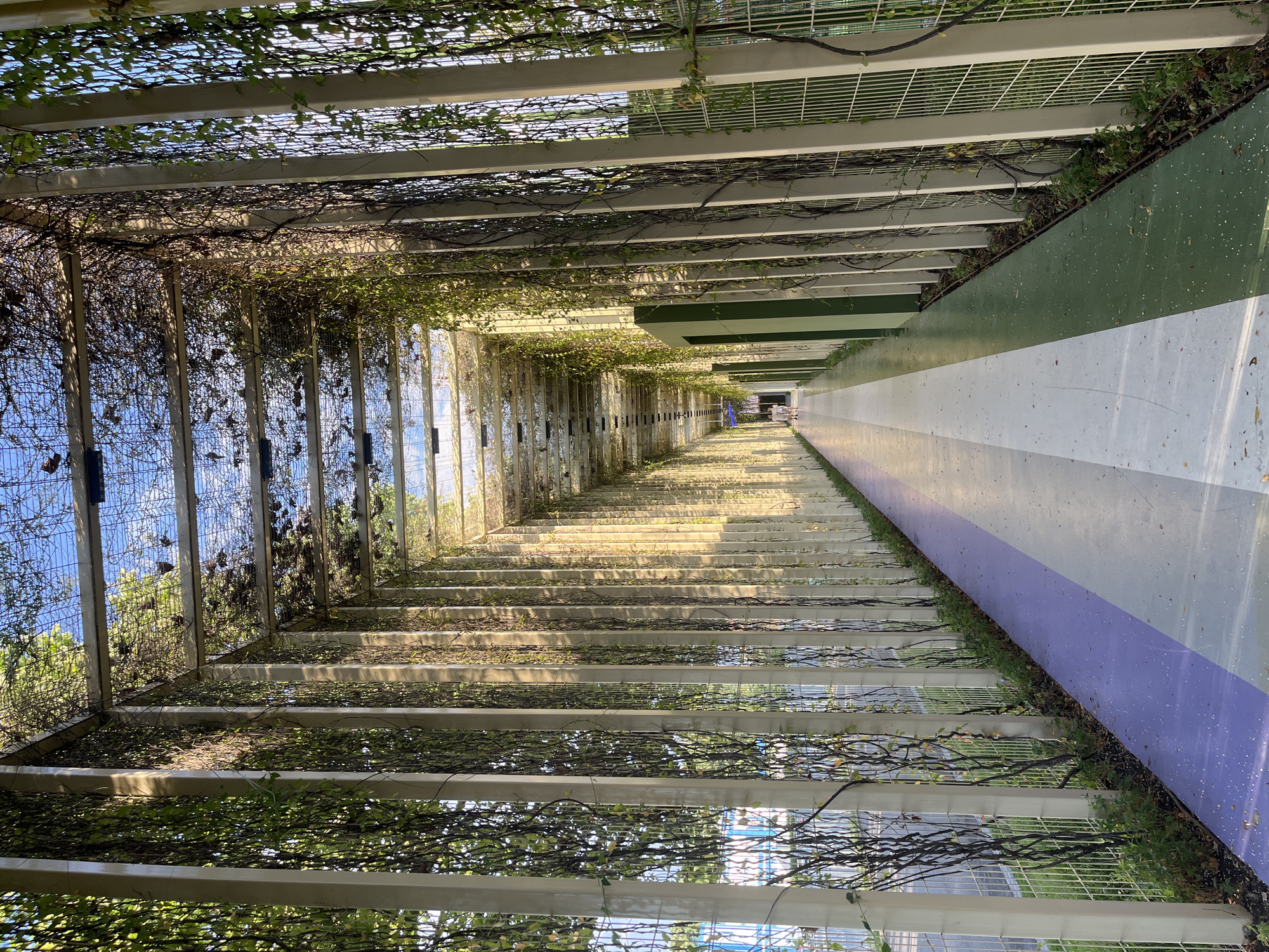 The image shows a long, covered walkway with a trellis structure overhead, adorned with climbing vines. The walkway has a multi-colored path, with sections of purple, white, and green. Along the sides of the walkway are tall, slender white posts supporting the trellis, with wire mesh fencing behind them in some areas. Green foliage hangs down from the trellis and the posts, creating a natural canopy. Sunlight filters through the trellis, casting dappled shadows on the path. In the distance, two people can be seen walking away from the camera. The overall impression is of an urban green space or a pathway within a park or garden. There is no discernible information within the image that would indicate it is located in Krasnodar, Russia.