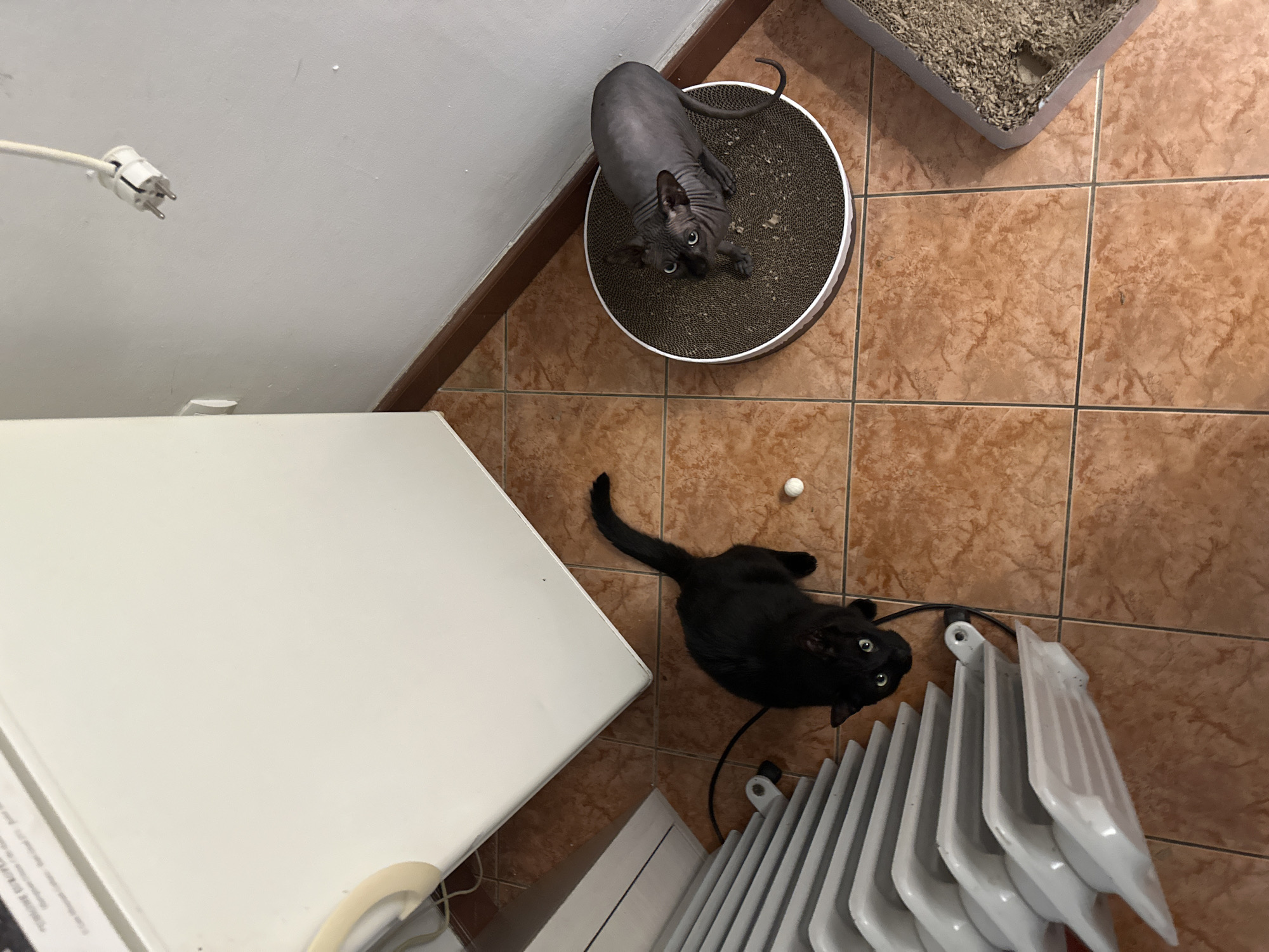The scene, located in Budva, Montenegro, presents an indoor room viewed from above. The floor is tiled with large, light brown square ceramic tiles. In the lower-left quadrant, a black domestic short-haired cat with prominent green eyes is positioned on the tiles, looking directly upwards. Adjacent to the black cat, a white multi-finned oil-filled radiator is partially visible on the left. A small white spherical object rests on the tiles near the center. In the upper-right quadrant, a grey hairless Sphynx cat stands on a circular corrugated cardboard scratching post, also looking directly upwards. A large white appliance, consistent with a refrigerator or washing machine, occupies the upper-left, partially visible against a light grey wall. A dark brown baseboard lines the bottom of the walls. A white European-style electrical plug, detached from an outlet, hangs from a cable against the upper-right wall. In the lower-right corner, a grey rectangular litter box containing granular material is partially visible.