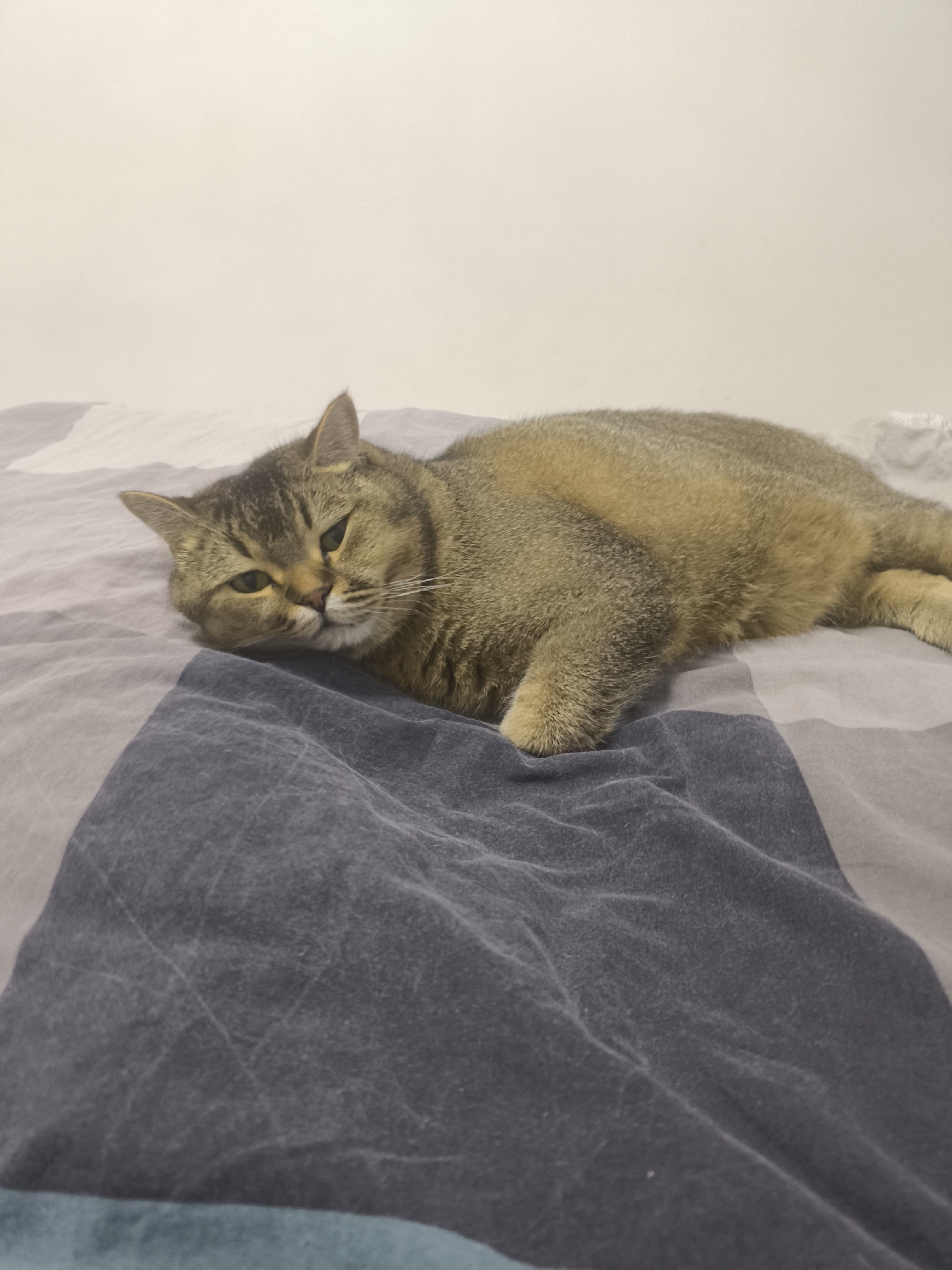 A domestic shorthair cat with golden-brown tabby markings lies on a bed covered with a duvet. The cat is resting on its side, with its head propped up on the duvet, and its eyes are partially closed, giving it a sleepy or relaxed expression. The duvet has a geometric pattern of gray and beige stripes. The background is a plain, light-colored wall. The lighting appears to be artificial and soft, suggesting an indoor setting, likely at night or in a dimly lit room. The overall scene evokes a sense of domestic comfort and tranquility. There is no visible text in the image.