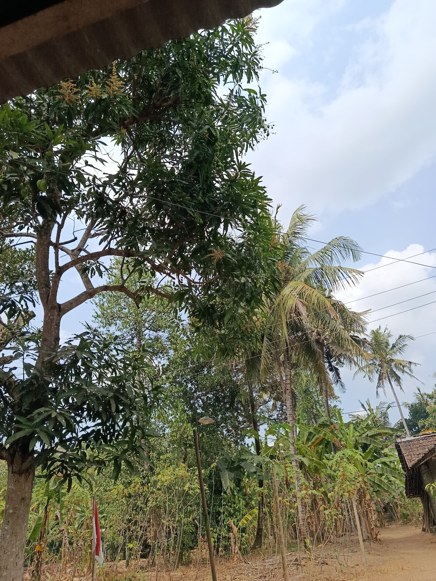 The image captures a view from under a structure's overhang, looking out towards a lush, vegetated area with a dirt path. The scene is situated in Sedayu, Indonesia, as indicated by the presence of what appears to be the Indonesian flag in the lower left quadrant of the image. Dominating the foreground is the trunk and branches of a large, leafy tree, possibly a mango tree given the presence of small, green fruits and clusters of flowers visible in its canopy. To the right of this tree, several tall coconut palm trees are visible, their fronds rustling in what seems to be a gentle breeze. In the mid-ground, a dense growth of various plants, including banana trees with their characteristic large leaves, creates a thick wall of greenery. A small, rustic building with a tiled roof is partially visible on the far right, adjacent to the dirt path that leads into the scene. The sky above is a mix of blue and white clouds. The overall impression is of a rural, tropical environment, likely a residential area or the edge of a farm, characterized by abundant vegetation and simple structures. The lighting suggests it is daytime, possibly late morning or early afternoon, with soft sunlight filtering through the leaves and illuminating the scene. There are no people visible in the frame.
