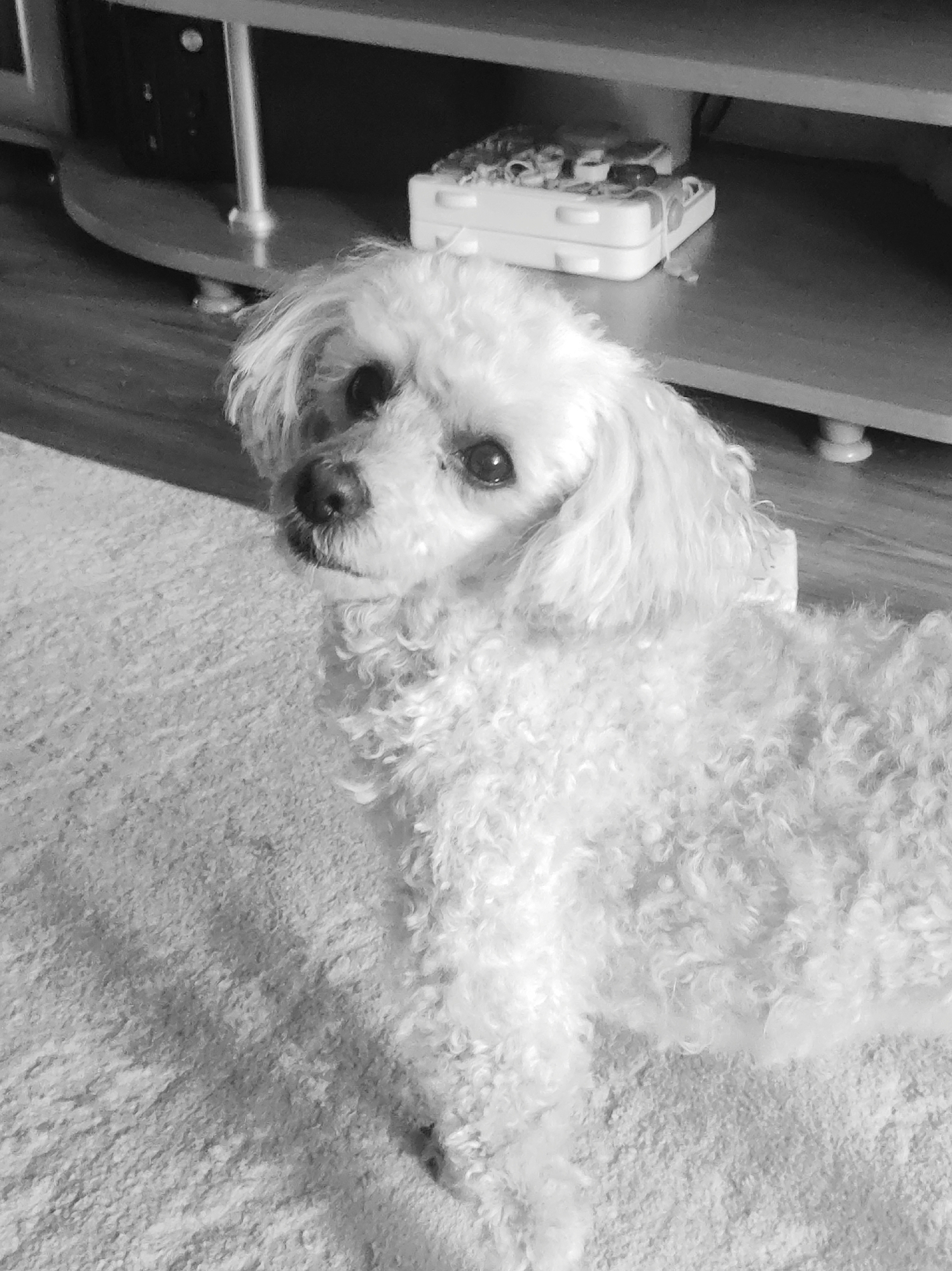 The image is a black and white photograph of a small, white, fluffy dog, likely a poodle mix, standing on a light-colored carpet. The dog is facing the camera, with its head turned slightly to the left. It has dark eyes and a dark nose. Behind the dog, there is a piece of furniture with multiple shelves and metal legs. On the top shelf, there is a white object with some patterned items on it. The image does not depict any specific characteristics that would identify the city of Chaikovsky, Russia.