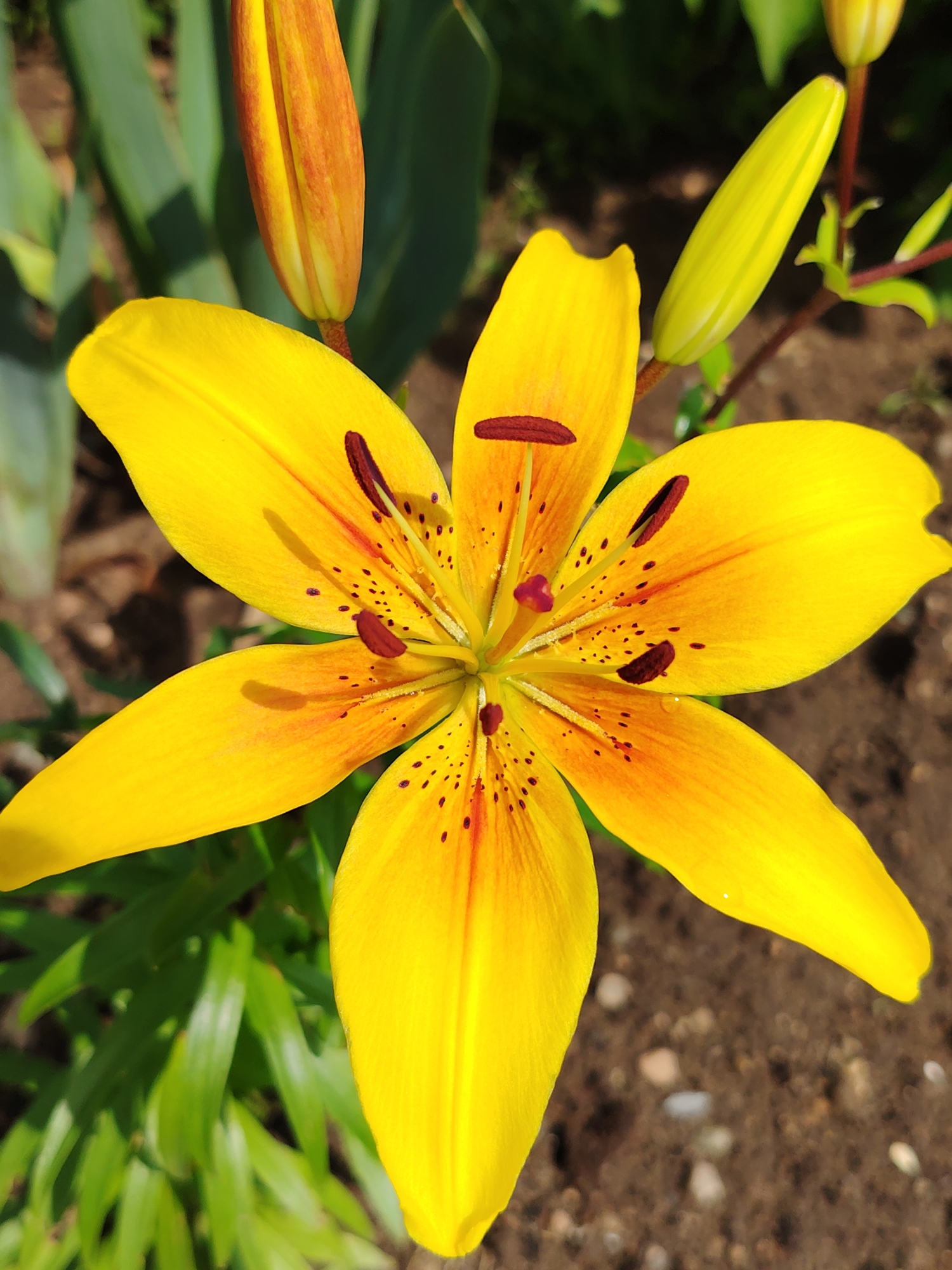 A close-up, eye-level shot captures a vibrant yellow lily in bloom, with six prominent petals displaying red-orange speckles and streaks. The flower's stamen, tipped with maroon anthers, is visible at its center. To the upper left of the blooming lily, a closed bud, predominantly orange with yellow accents, is visible. Another closed bud, primarily yellow-green, is situated to the upper right. The background consists of blurred green foliage and brown soil with small stones. The scene appears to be an outdoor garden, potentially in Chaikovsky, Russia, given the visual context.
