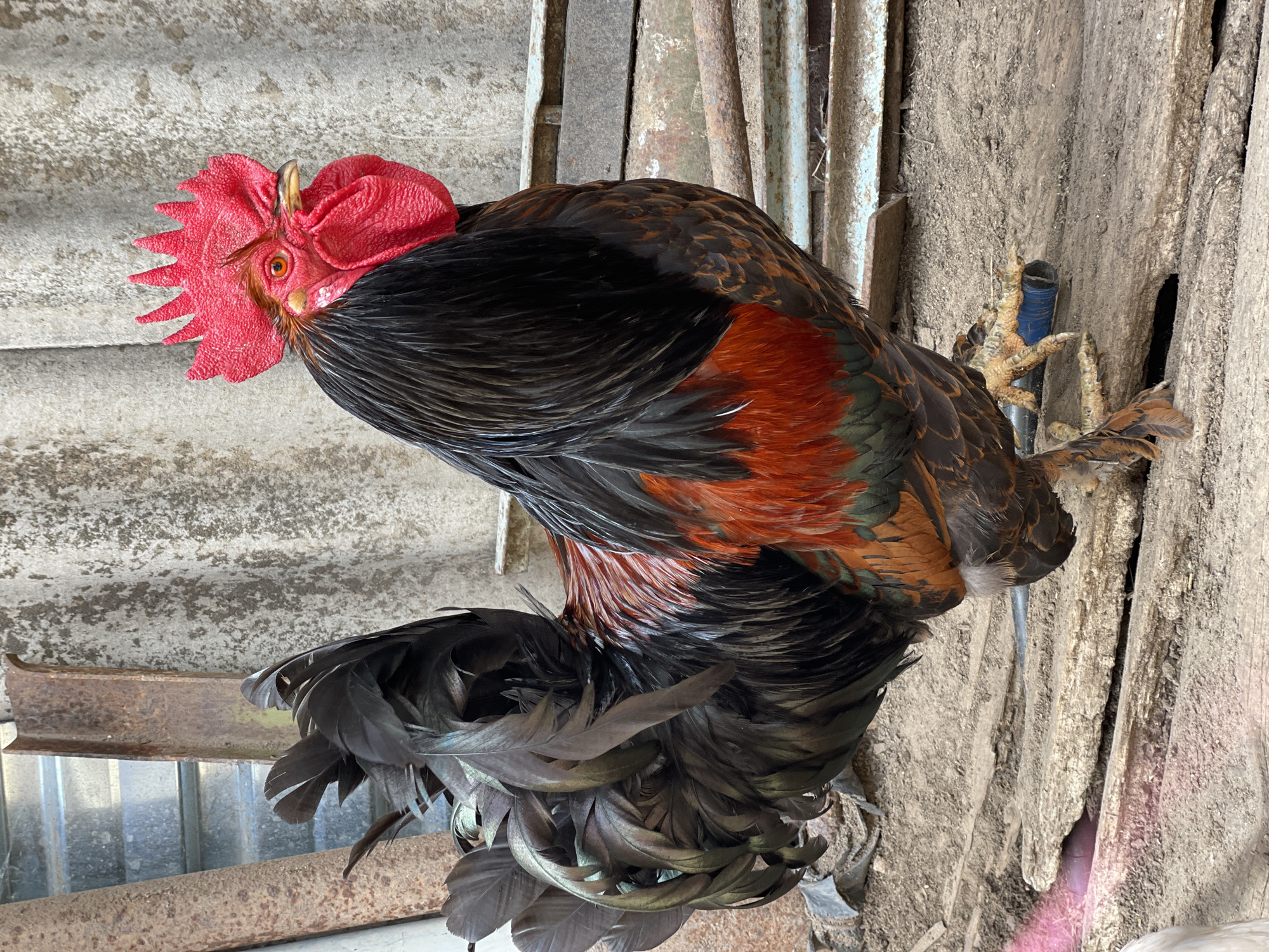 A rooster with a bright red comb and wattle stands near a weathered wall and corrugated metal structure. The rooster's feathers are a mix of black, brown, and red. Its feet appear to be resting on a blue pipe or similar object. The background consists of textured metal and wood surfaces, suggesting a rural or farm-like setting. The location in the city of Балдейка, Russia is not discernible.