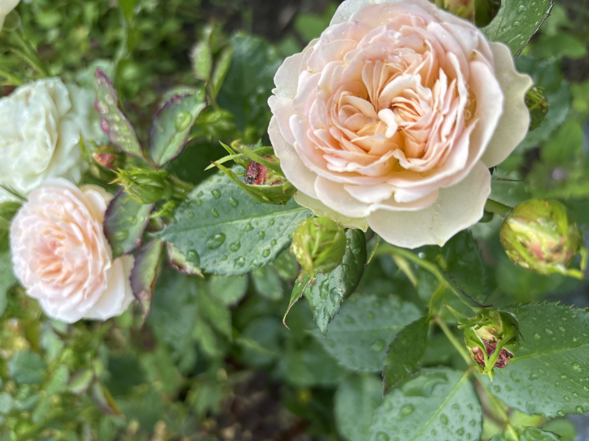This media file features a close-up view of several pale pink roses and rosebuds in what appears to be a garden. The focus is on the delicate petals of the roses, some of which are unfurling, revealing intricate layers. Droplets of water are visible on the petals and green leaves, suggesting recent rain or dew.
The scene is dominated by the soft hues of the roses and the vibrant green of the foliage. Some leaves show a slight reddish or purplish tint along the edges. Several rosebuds are also present, some tightly closed and others beginning to open. The background is softly blurred, comprised of more greenery and a hint of darker, earthy tones, possibly soil.
The lighting suggests it is daytime, with diffused natural light. The presence of water droplets indicates it may have recently rained or is a humid environment. The overall mood is serene and natural, highlighting the beauty of the flowers after a rain shower. There is no visible text in the image. The location context is Bogorodsk, Russia.