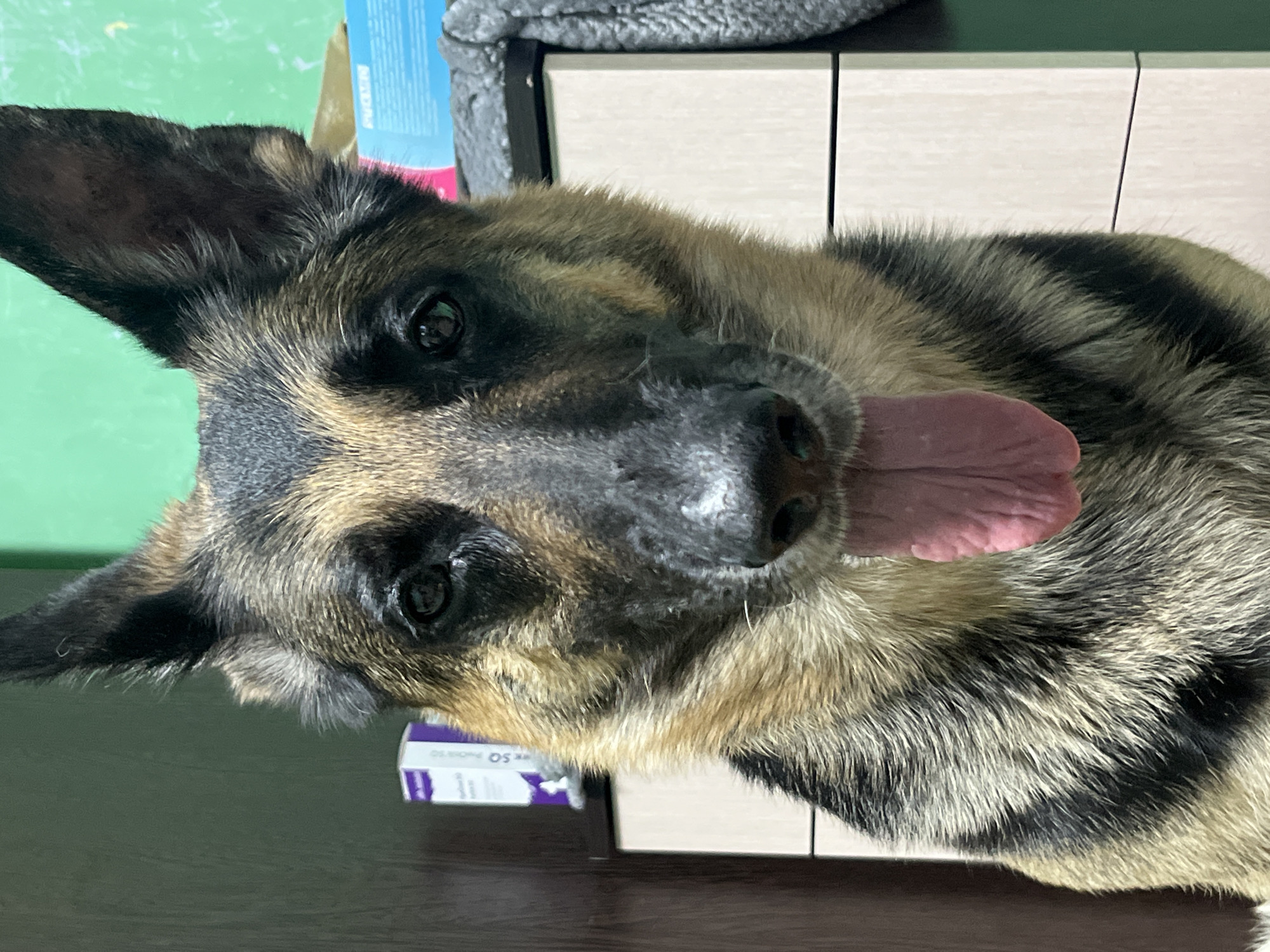 A German Shepherd dog is the sole subject of the image, positioned in a close-up shot, its face filling most of the frame. The dog's tongue is hanging out, extended towards the bottom of the frame. The background features a muted green wall and a piece of furniture with light-colored drawers. A small purple and white box is visible on a shelf to the left of the dog. The lighting suggests an indoor environment. No specific location in Nizhny Tagil, Russia, can be identified from the visual information present.