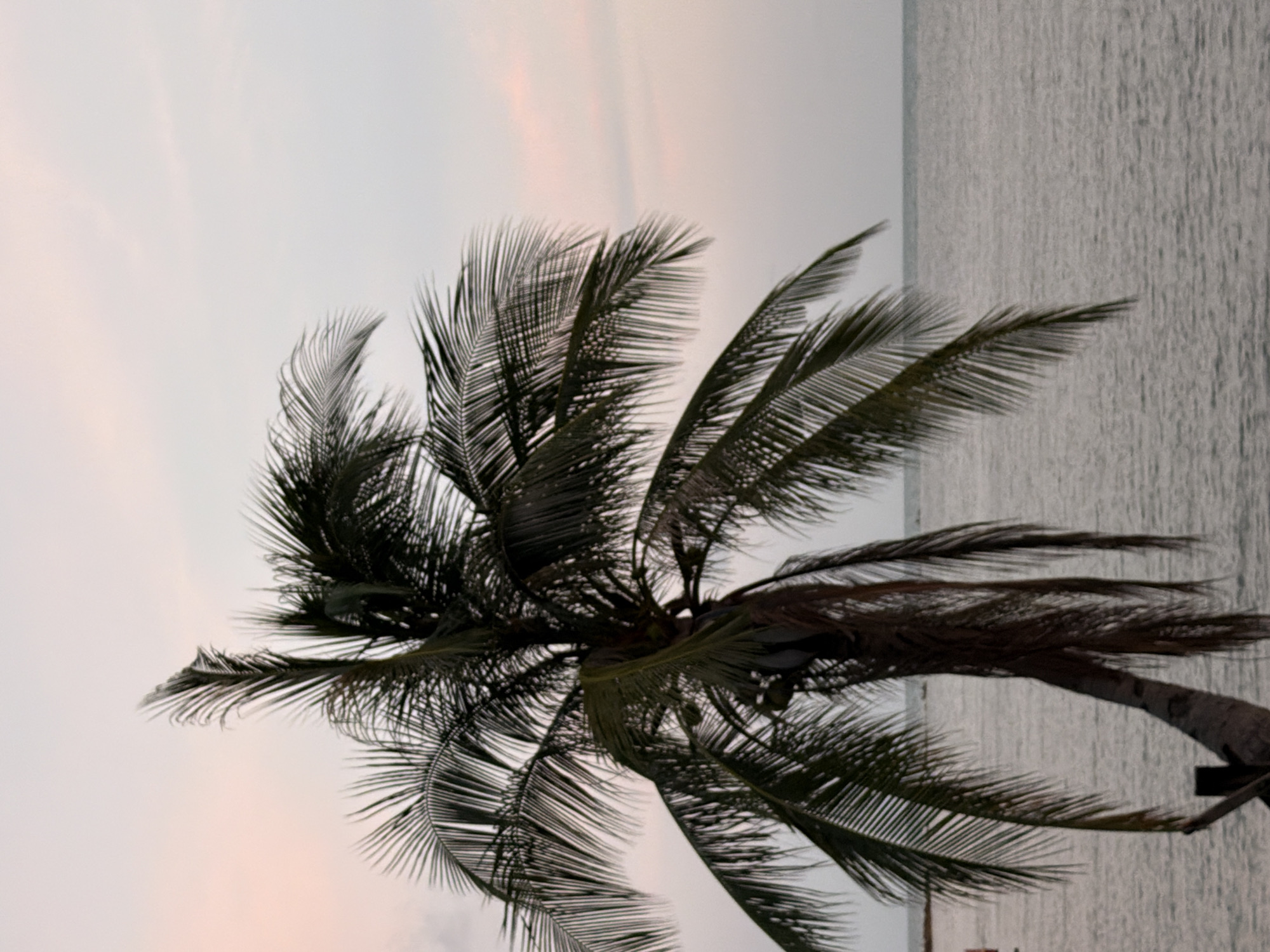 This is a portrait-oriented, medium-shot photograph of a palm tree leaning over a body of water, likely the sea. The palm tree is dark green and occupies the left two-thirds of the frame, with its fronds splayed out. A few green coconuts are visible amongst the fronds. The trunk is tilted, with some dead fronds hanging from its base. The background consists of a tranquil sea and a pale, overcast sky with faint hues of pink, suggesting it is either dawn or dusk. The horizon line is visible where the sea meets the sky, and a faint silhouette of a distant landmass or structure can be seen on the left side of the image, partially obscured by the palm tree. The overall mood is peaceful and serene, characteristic of a tropical coastal environment. The location is identified as Ko Samui District, Thailand.