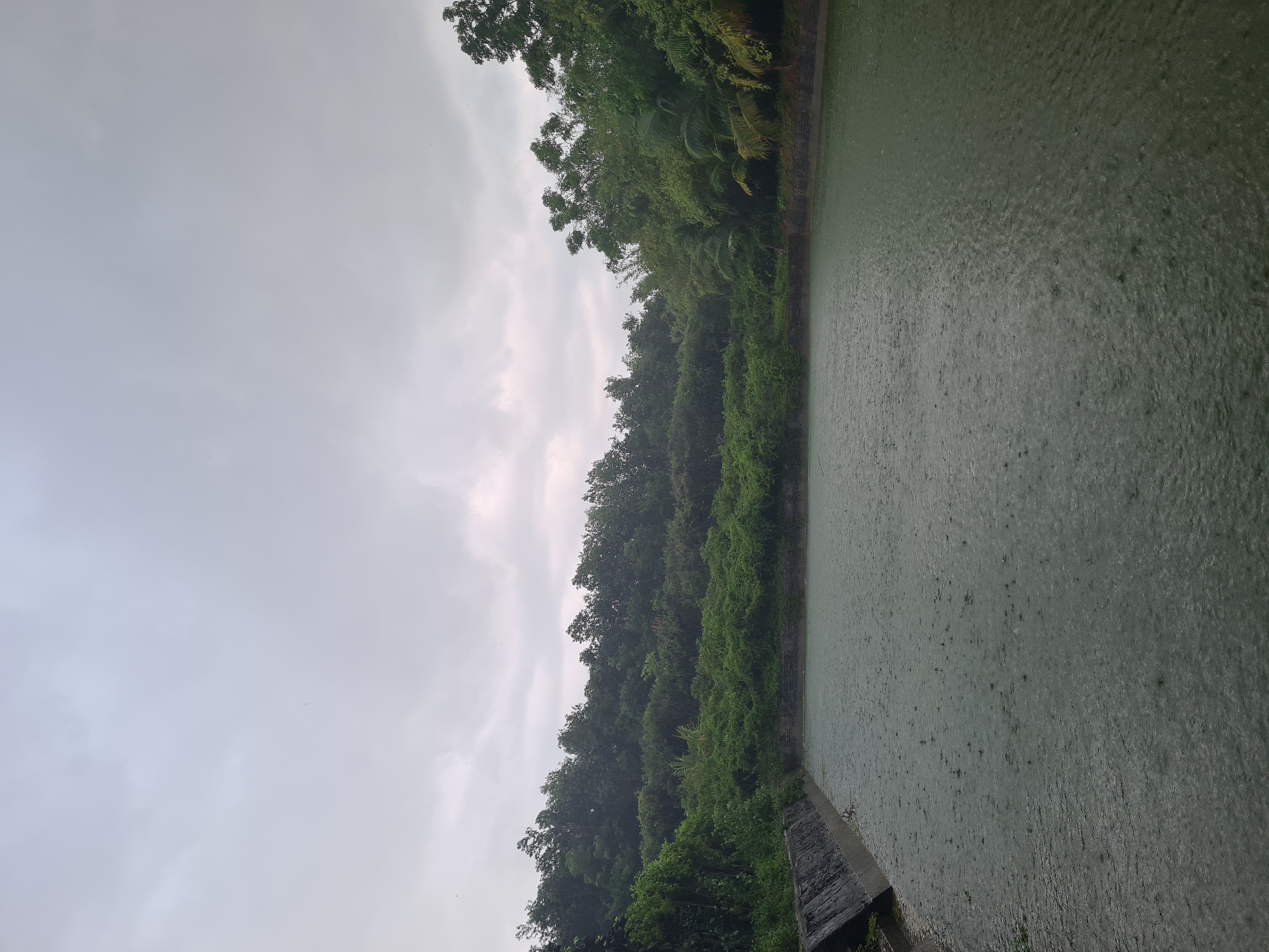 The image depicts an outdoor scene on a cloudy, overcast day, with rain falling on a body of water. The foreground is dominated by a large, rectangular reservoir with dark, murky water. The surface of the water is visibly disturbed by numerous raindrops, creating small ripples. Along the left edge of the reservoir, a dark, stone embankment with a concrete retaining wall is visible.
The midground and background are filled with lush, dense vegetation. A variety of trees and shrubs create a thick, green backdrop that surrounds the reservoir. The foliage appears healthy and vibrant despite the overcast weather. The vegetation extends up a gentle slope behind the reservoir, creating a layered effect of green hues. On the right side of the image, taller trees, including what appear to be palm trees, are interspersed with other leafy trees.
The sky is a uniform, light gray, indicating heavy cloud cover and suggesting ongoing rainfall. There are no visible people, animals, or structures other than the reservoir and its retaining wall. The overall atmosphere is one of a natural, somewhat secluded environment experiencing inclement weather. The location is a reservoir surrounded by abundant greenery.