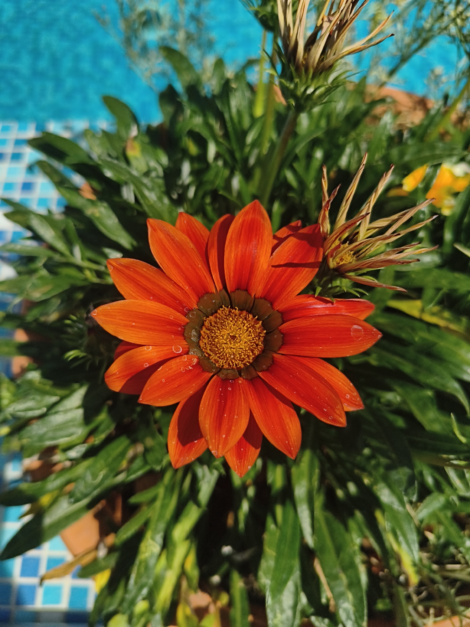 The image depicts a close-up, overhead view of a vibrantly colored orange gazania flower in full bloom, positioned centrally within a planter. The flower's petals are a rich, fiery orange with subtle red undertones, and they are adorned with small water droplets, suggesting recent watering or dew. The flower's center is a deep brown, surrounded by a textured, golden-yellow disk. Lush, dark green foliage forms a dense backdrop for the bloom. In the background, a bright blue surface, possibly a swimming pool, is visible with a patterned tiled border in shades of blue and white. The scene is bathed in bright sunlight, casting shadows and highlighting the texture of the petals and leaves. The overall impression is one of a well-maintained garden or patio area. This image was taken in Makiivka, Ukraine.