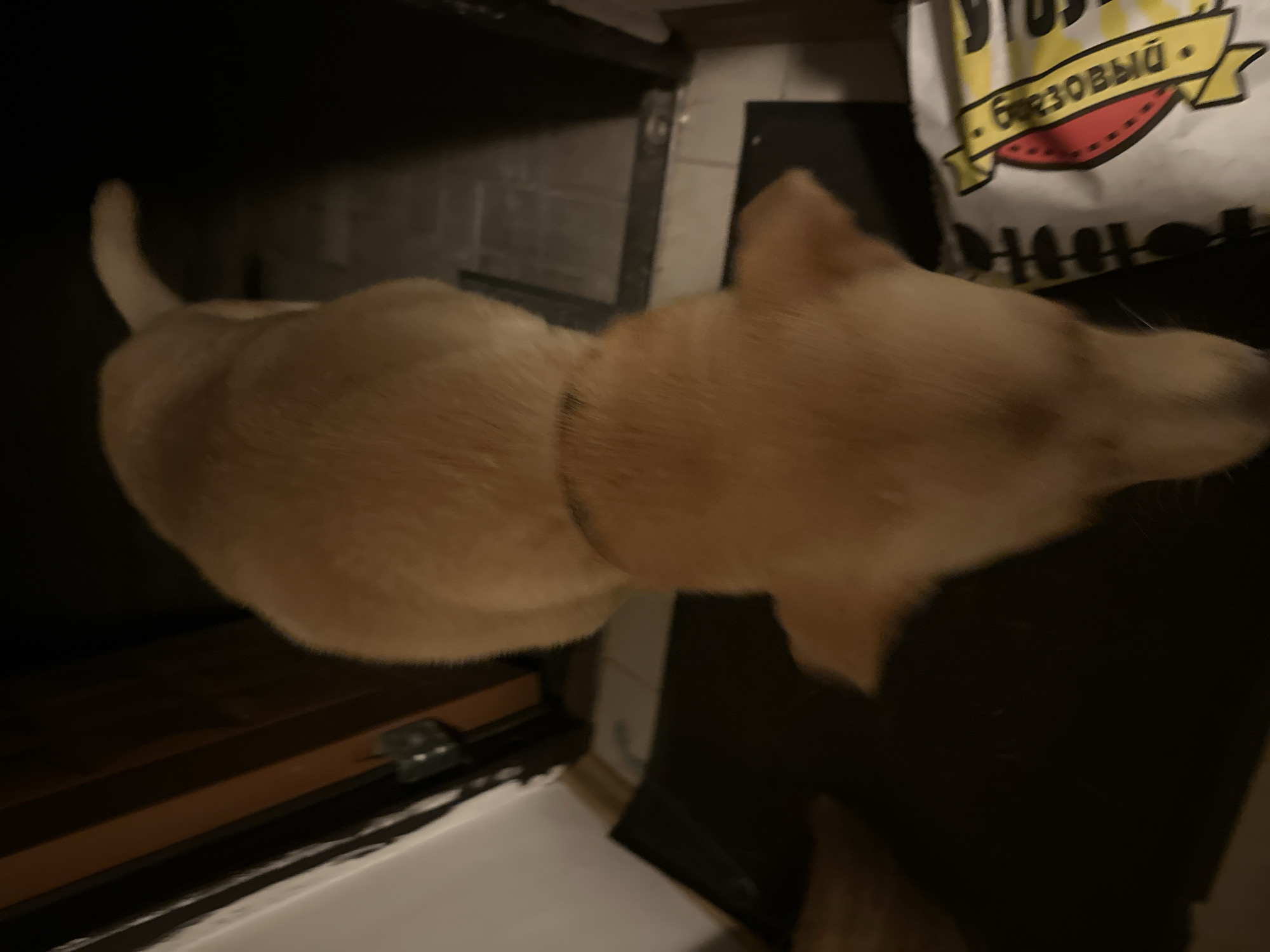 A light-colored dog is pictured from a high-angle view, its head facing down and slightly to the right. The dog appears to be standing on a dark surface, possibly a mat or floor. To the right of the dog, a white bag with yellow and red lettering is visible. The background consists of a dark doorway and a wall with wooden accents. This scene does not provide any information that would allow for a specific location in the city of Sochi, Russia, or any other city.