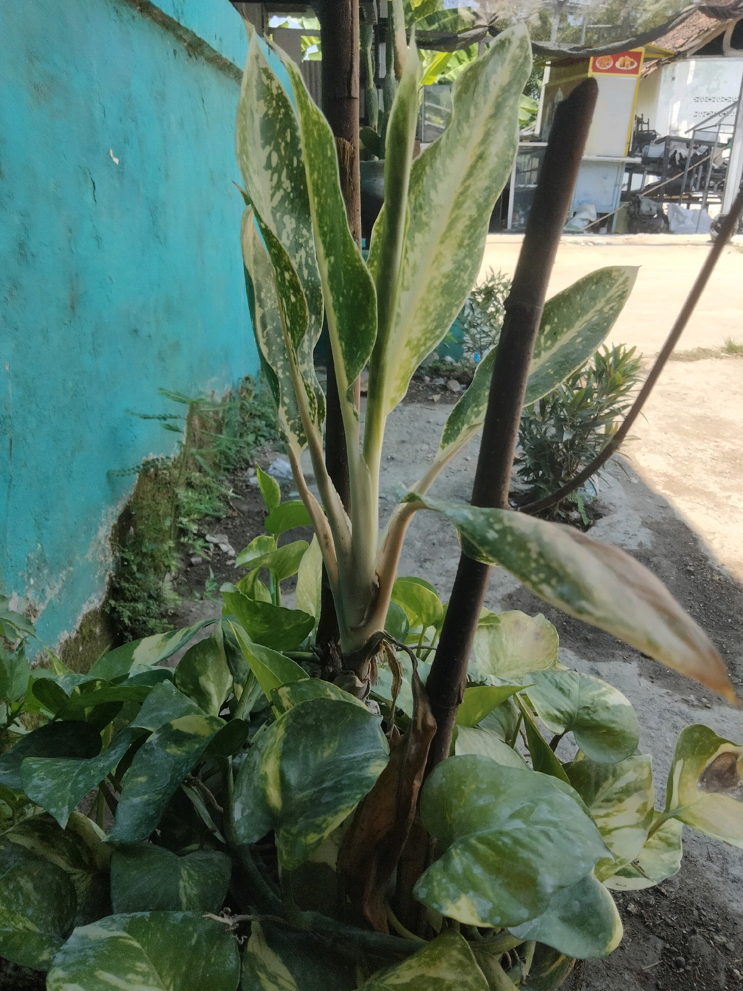 A close-up shot captures a tropical plant with variegated green and cream leaves, supported by a dark brown wooden stake. The plant is positioned in front of a textured, turquoise-colored wall, possibly a building exterior, with some moss and smaller green plants growing at its base. To the right of the plant, a dirt path leads to a sunlit area where a building with a red sign and windows is visible in the background, suggesting an urban or semi-urban setting, likely Merakurak, Indonesia. The scene is illuminated by natural sunlight, casting shadows on the ground. There are no people or animals visible in the image.