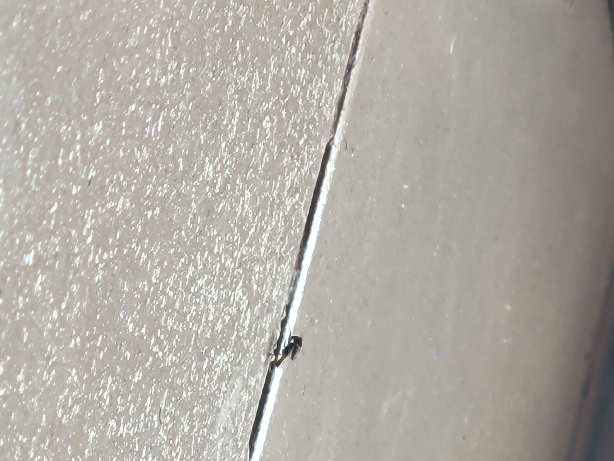 An insect is perched on the edge of a tile in Ifite Awka, Nigeria. The tile is light grey and has a textured surface on the left and a smooth surface on the right. A thin line separates the two surfaces.