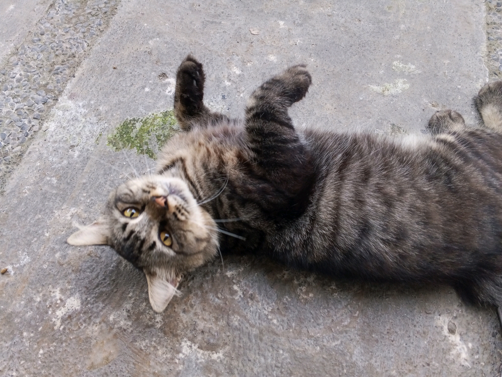 In Tamansari, Indonesia, a domestic shorthair cat lies on its back on a rough, grey concrete surface. The cat has tabby markings in shades of brown and black, with yellow eyes. Its front paws are raised in the air, and its body is relaxed. The concrete ground has some texture and appears to be outdoors, possibly a sidewalk or courtyard. There are some patches of green vegetation and scattered small stones on the ground. The image is captured from a high-angle perspective, looking down at the cat.