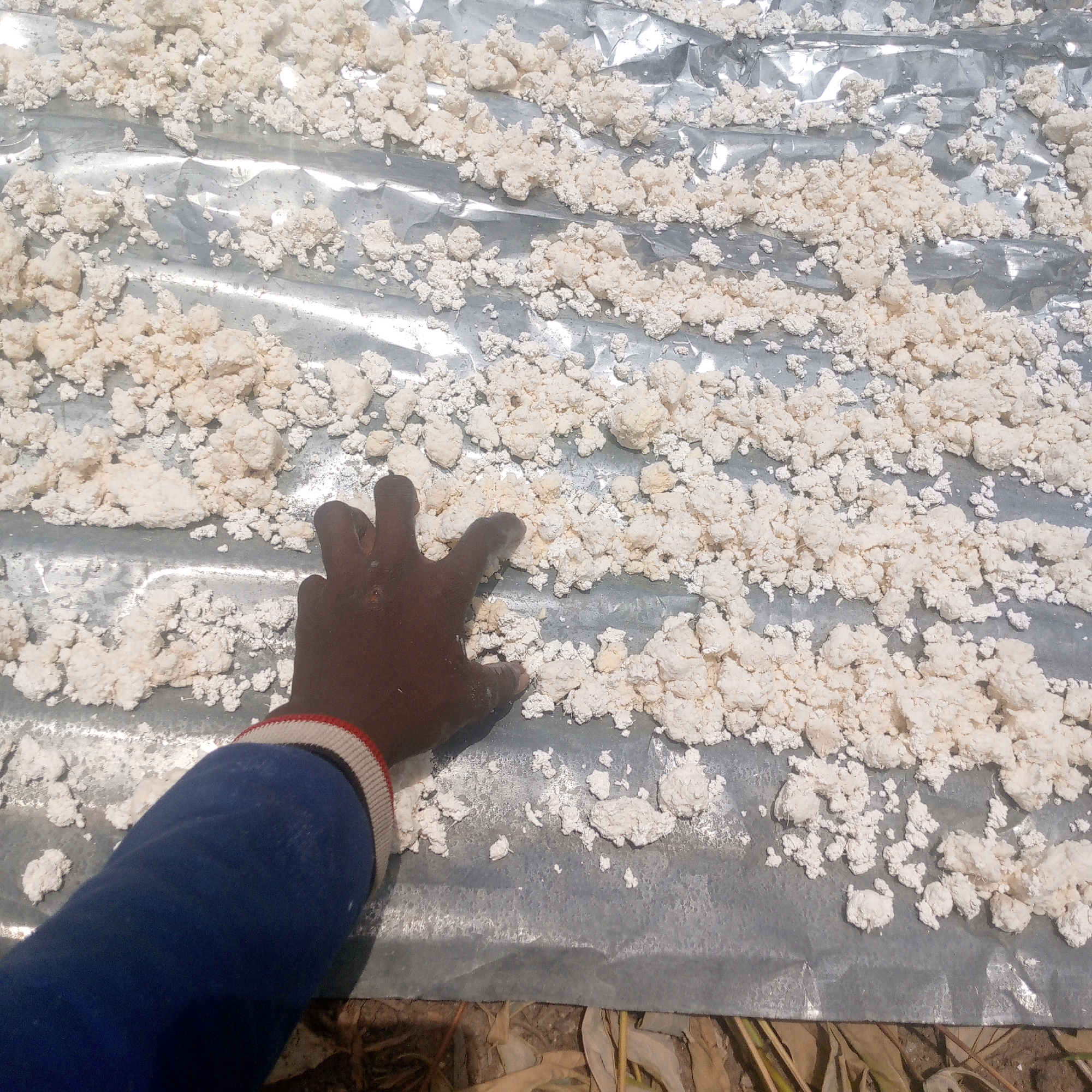 The image depicts a dark-skinned hand, presumably in Adankolo, Nigeria, touching what appears to be a spread of white, lumpy material drying on a corrugated metal surface. The hand is wearing a blue garment with a red and white ribbed cuff. The material is distributed in loose, irregular rows across the metal, which exhibits reflective properties. Some dried plant matter is visible at the bottom edge of the image.