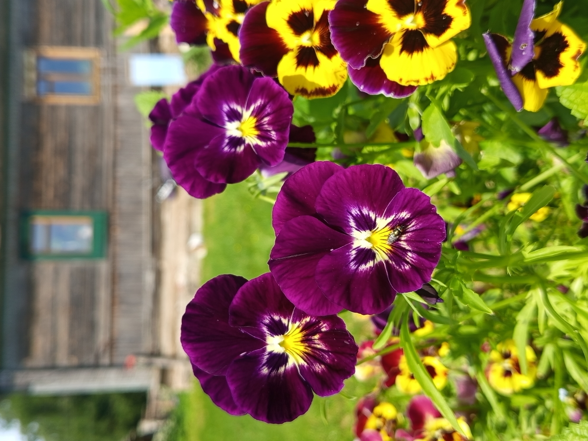 This image features a close-up view of blooming pansies, with their vibrant purple and yellow petals taking center stage. The flowers are the primary subjects, rendered in sharp focus. In the background, a blurred wooden structure, likely a building, is visible, with hints of windows that appear to have blue and green panes. This suggests an outdoor setting, possibly a garden or yard.
The scene is brightly lit, indicating it was likely captured during daylight hours, possibly on a sunny day given the clarity and saturation of the colors. The focus on the flowers and the soft blur of the background create a shallow depth of field, drawing the viewer's attention to the delicate details of the pansies. One of the purple pansies has a small bee or fly resting on its center, adding a touch of natural activity to the otherwise still scene.
The overall impression is one of natural beauty and tranquility. The rich colors of the flowers evoke a sense of warmth and vibrancy. The wooden building in the background provides a rustic contrast to the delicate blooms, hinting at a rural or semi-rural location, consistent with the provided location context of Ostrovtsy, Russia. There is no visible text in the image.