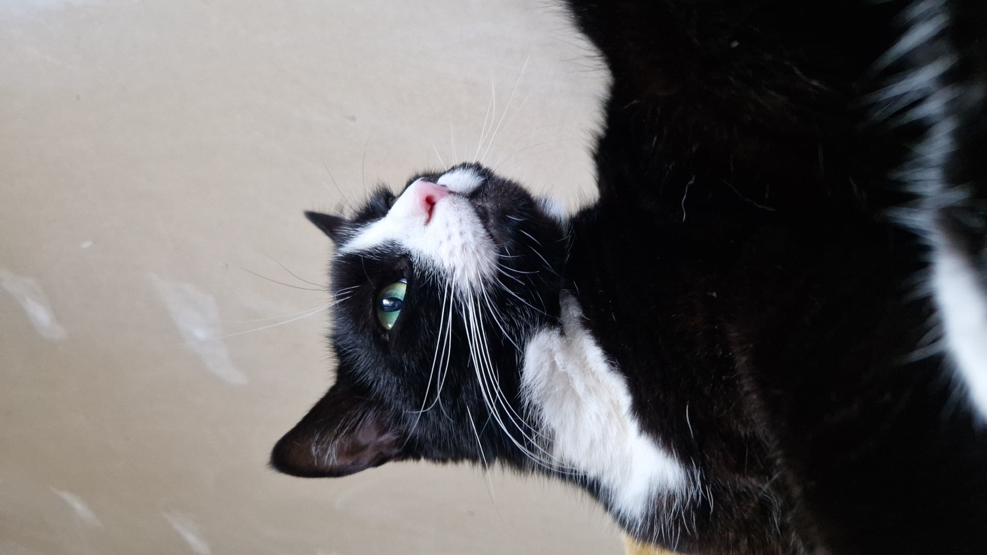 A close-up, low-angle shot focuses on a black and white cat with vivid green eyes, looking upwards and to the right. The cat has a white blaze on its nose and chest, and long white whiskers. Its fur is predominantly black, with a white marking that extends from its chest up towards its chin. The background is a plain, light beige wall with some faint, white, cloudy marks. The image is not taken in Riga, Latvia.