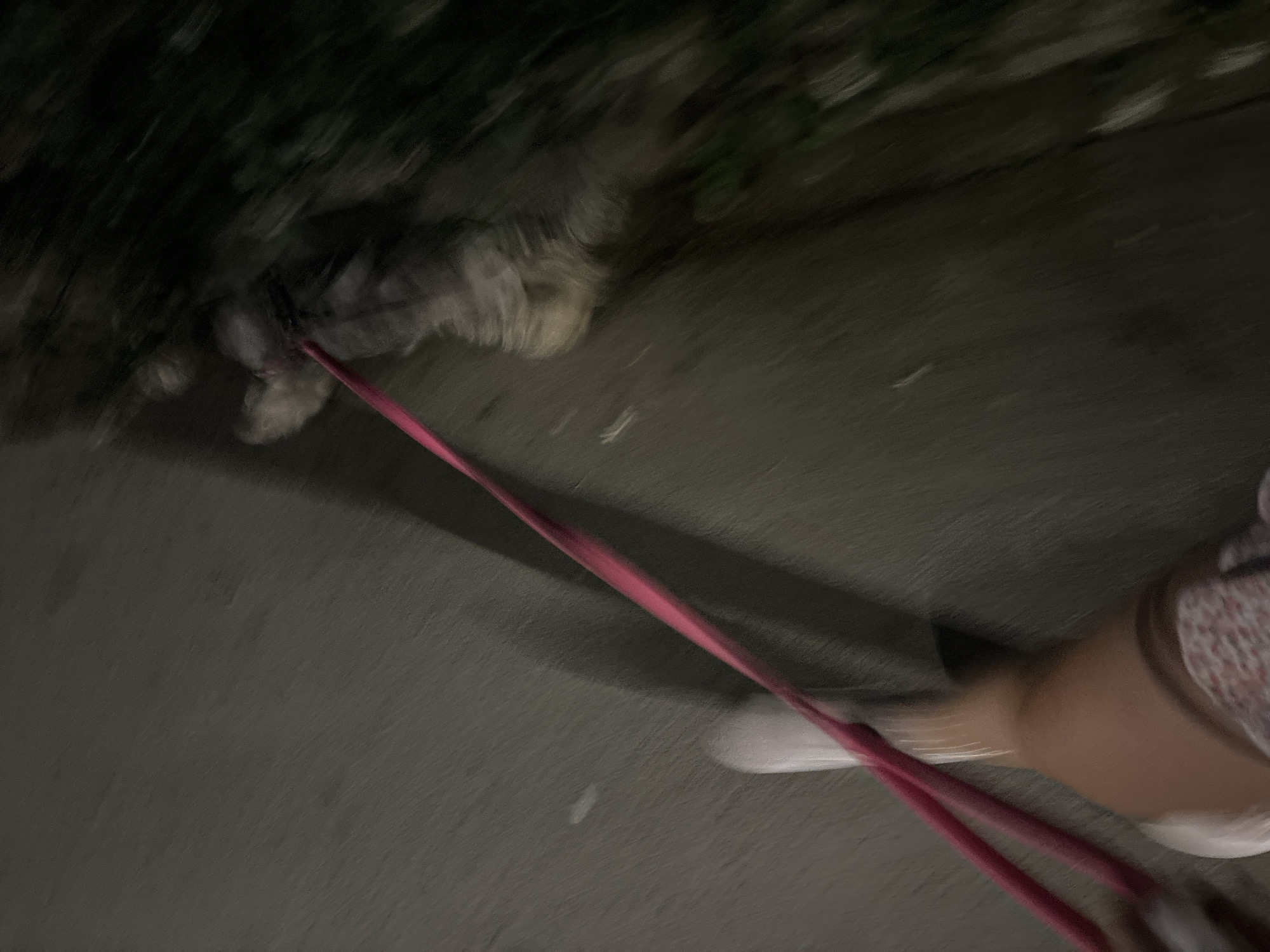 The image depicts a person walking a dog at night in Budva, Montenegro. The scene is blurry due to motion, making it difficult to discern fine details. A pink leash is visible, connecting a person's hand (partially visible) to the dog, which is walking in front. The dog appears to be medium-sized with light-colored fur. They are on a paved surface, likely a sidewalk or path, with some foliage visible to the right. The overall impression is of a casual evening walk.