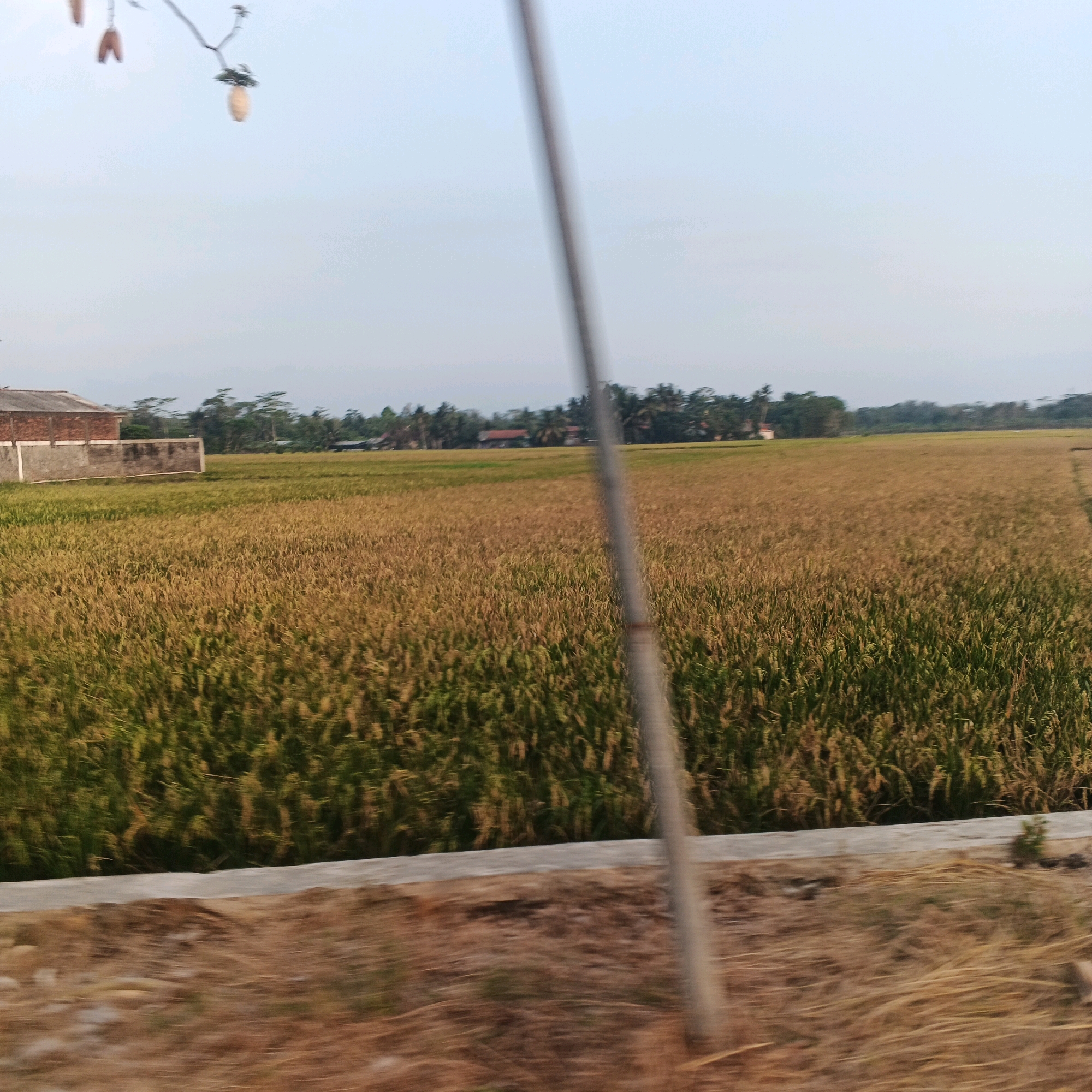 The image depicts a rural landscape in Gentasari, Indonesia, characterized by a vast field of ripening rice paddies. The rice stalks are a mixture of green and golden hues, indicating the crop is nearing harvest. In the background, a line of trees and scattered houses with terracotta roofs are visible, suggesting a small village or settlement. A tall, thin, grey pole runs diagonally through the center of the frame, partially obscuring the view of the rice field and the distant scenery. In the foreground, a blurred section of dry grass and soil is visible, possibly indicating the edge of a road or pathway. The sky is a pale, hazy blue, consistent with an overcast day or early morning light. There are no people visible in the frame.