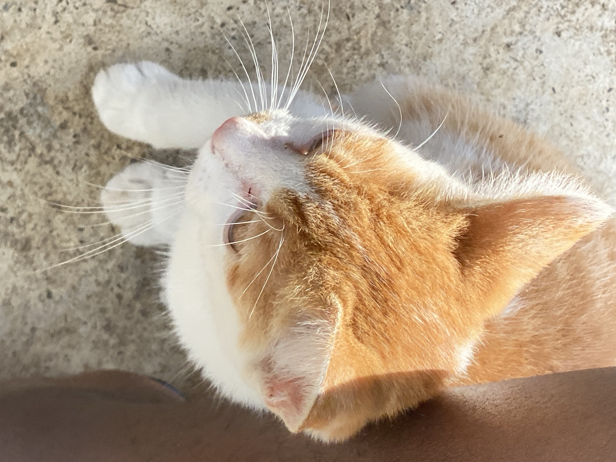 An orange and white cat is lying on a tan concrete surface in Maigizo, Nigeria. The cat is positioned with its head facing up and slightly to the left. Its white paws are visible in the upper left corner of the image. The cat's fur is a mix of orange and white. A small portion of a person's dark skin tone is visible in the lower right corner. The lighting suggests it is daytime.