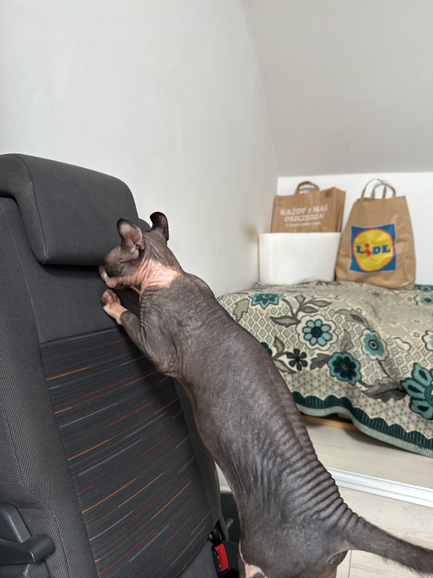 In Katowice, Poland, a hairless cat, likely a Sphynx breed, is pictured standing on its hind legs, with its front paws resting on the headrest of a dark grey car seat. The cat is dark grey with pinkish skin visible. The car seat is textured and features thin, horizontal stripes of red, orange, and white. In the background, on a bed with a patterned green and white floral duvet, are two paper shopping bags. One bag is plain brown with text, possibly Polish, and the other bag features the logo of the supermarket chain Lidl. The room has white walls and appears to be an indoor domestic setting.