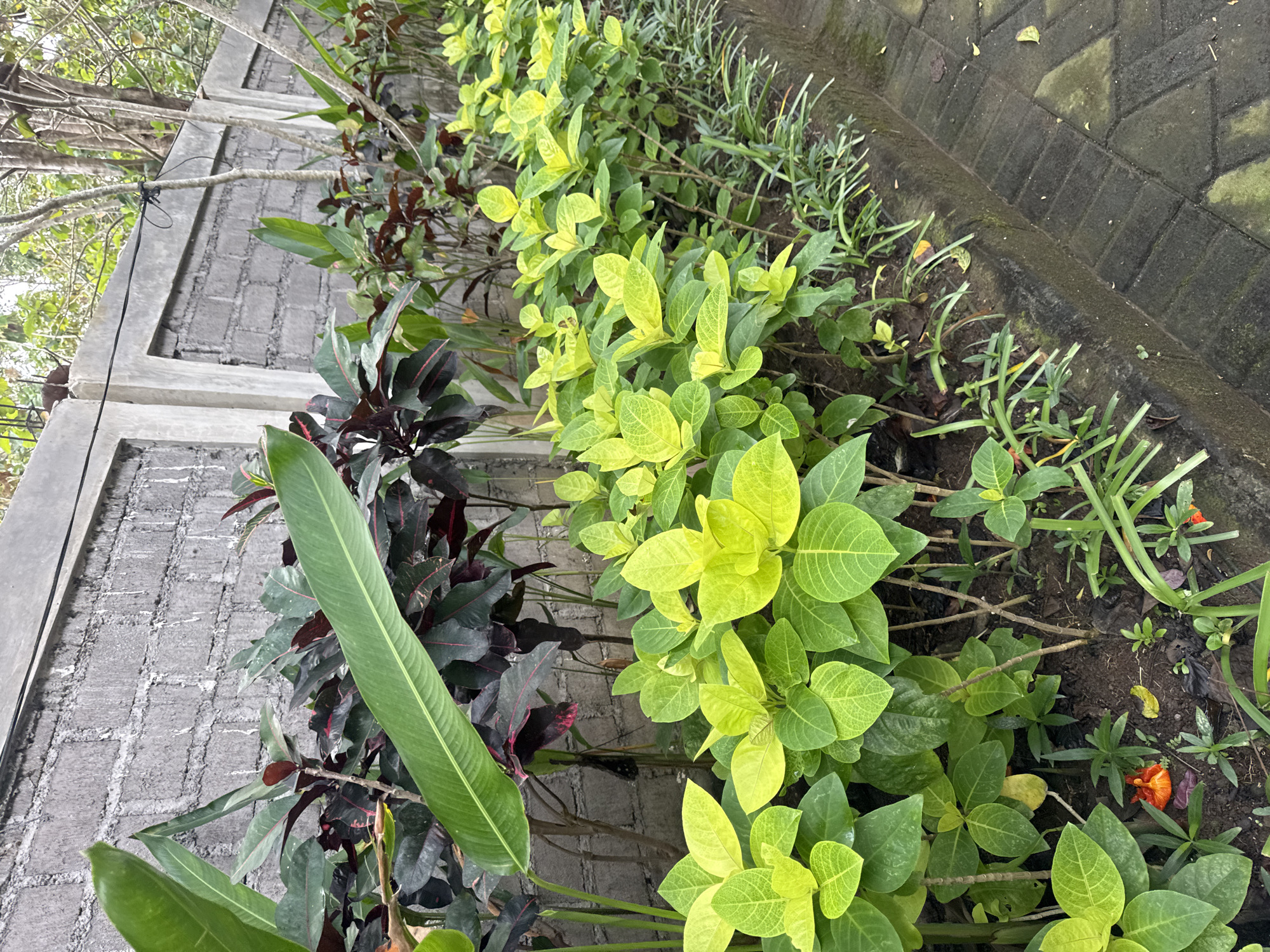 The image depicts an outdoor scene in Kuta Selatan, Indonesia, featuring a garden border alongside a textured grey brick wall topped with a concrete beam. In the foreground, a row of bright green, leafy plants with lighter green venation lines the edge of a path paved with dark grey interlocking bricks. Behind these plants, darker green foliage with hints of deep red, possibly from Croton plants, is visible. A large, elongated green leaf from a different plant juts out from the left side of the frame, partially obscuring the darker foliage and the brick wall. The wall itself appears weathered, with some white marks and a black wire running along its top. Trees with bare branches can be seen in the background, suggesting a tropical environment. The ground beneath the plants is dark soil with scattered dry leaves and a few small orange flowers. The overall impression is of a well-maintained garden area adjacent to a boundary wall.