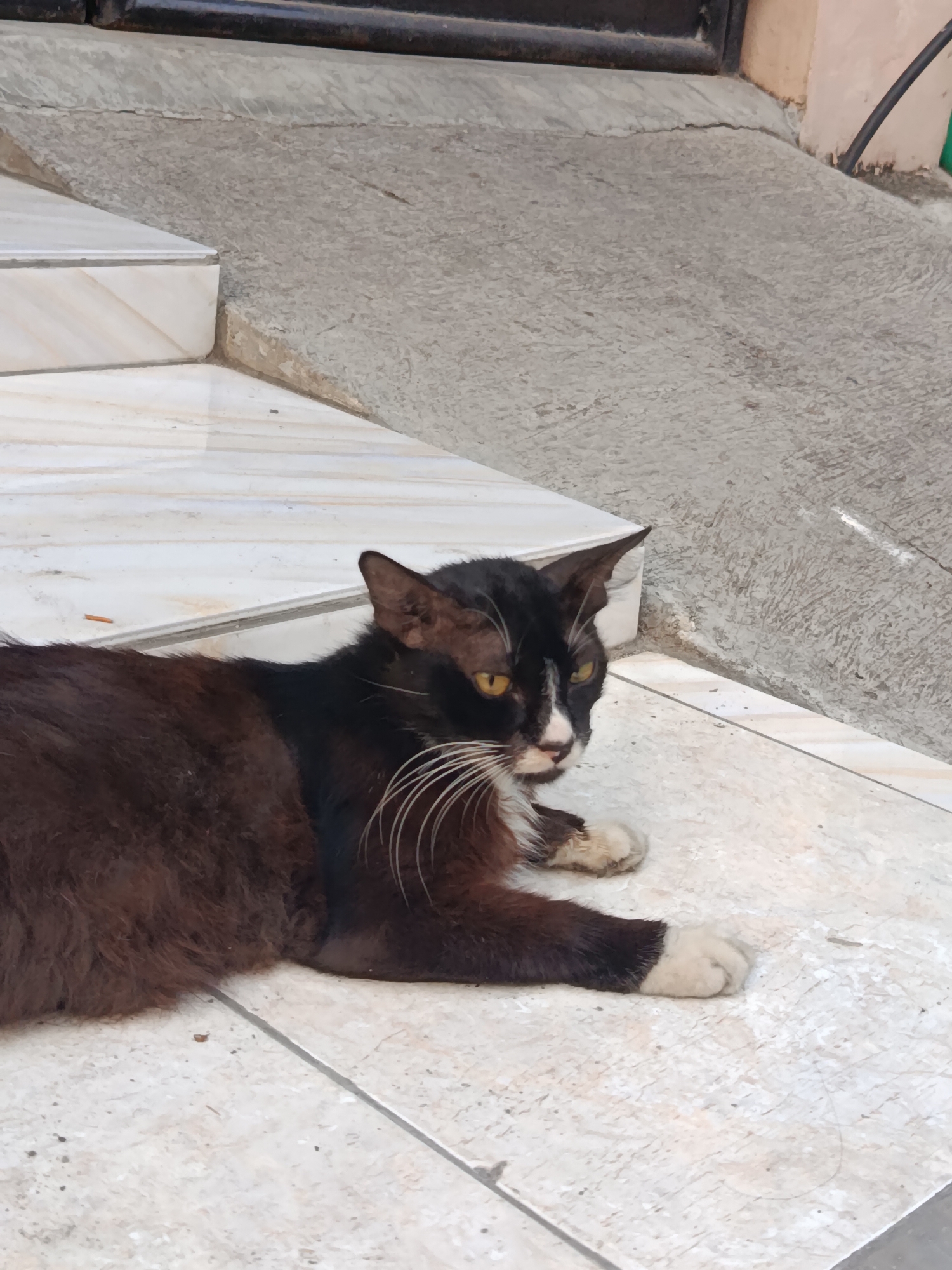 A black and brown cat with yellow eyes lies on a tiled surface next to a concrete ramp. The cat is lying on its side, with its front paws extended. The cat's fur is a mix of black and dark brown, with white markings on its face and paws. The tiled surface is made of light-colored tiles with a pattern of beige and white. The concrete ramp is a rough, gray surface. In the background, there is a dark metal railing. The scene appears to be outdoors, possibly in a residential area or public space in Wanasari, Indonesia.