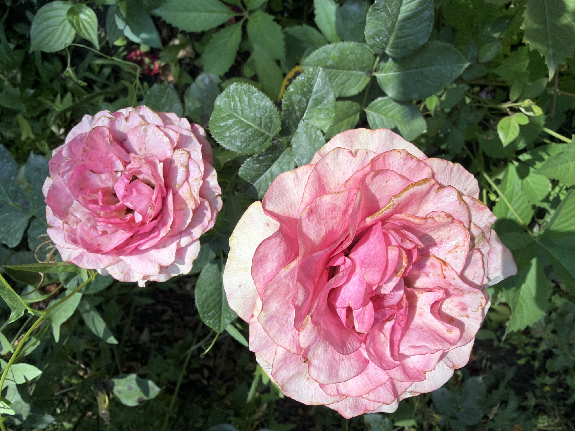 The image shows two pink roses in a garden. The roses are in full bloom and have many petals. They are surrounded by green leaves and other vegetation. The lighting suggests it is daytime. The location is not identifiable from the image.