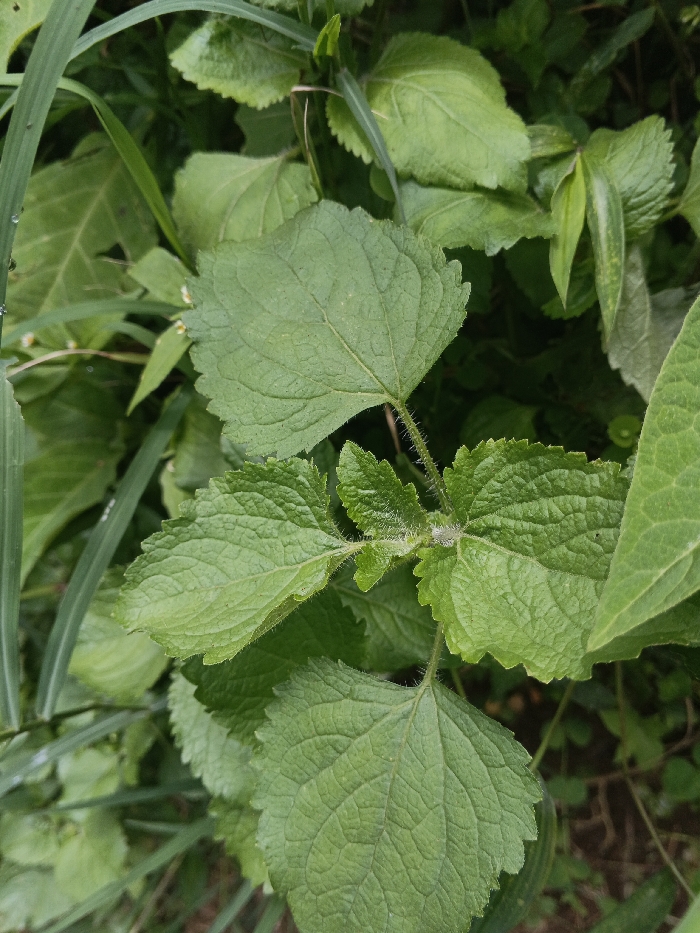 A close-up photograph, taken in Bình Hải, Vietnam, depicts a dense cluster of green plant foliage. The central subject is a herbaceous plant featuring multiple ovate to broadly ovate leaves. These leaves exhibit serrated margins, prominent pinnate venation, and a textured, slightly rugose surface. Fine white hairs (pubescence) are visible on the stems and petioles. Interspersed within the foliage are slender, blade-like green grasses and additional green leaves from other plants, indicating mixed vegetation. Small, clear water droplets are present on several leaf and grass surfaces. The scene is illuminated by natural, diffuse light, consistent with an outdoor, possibly shaded, environment.