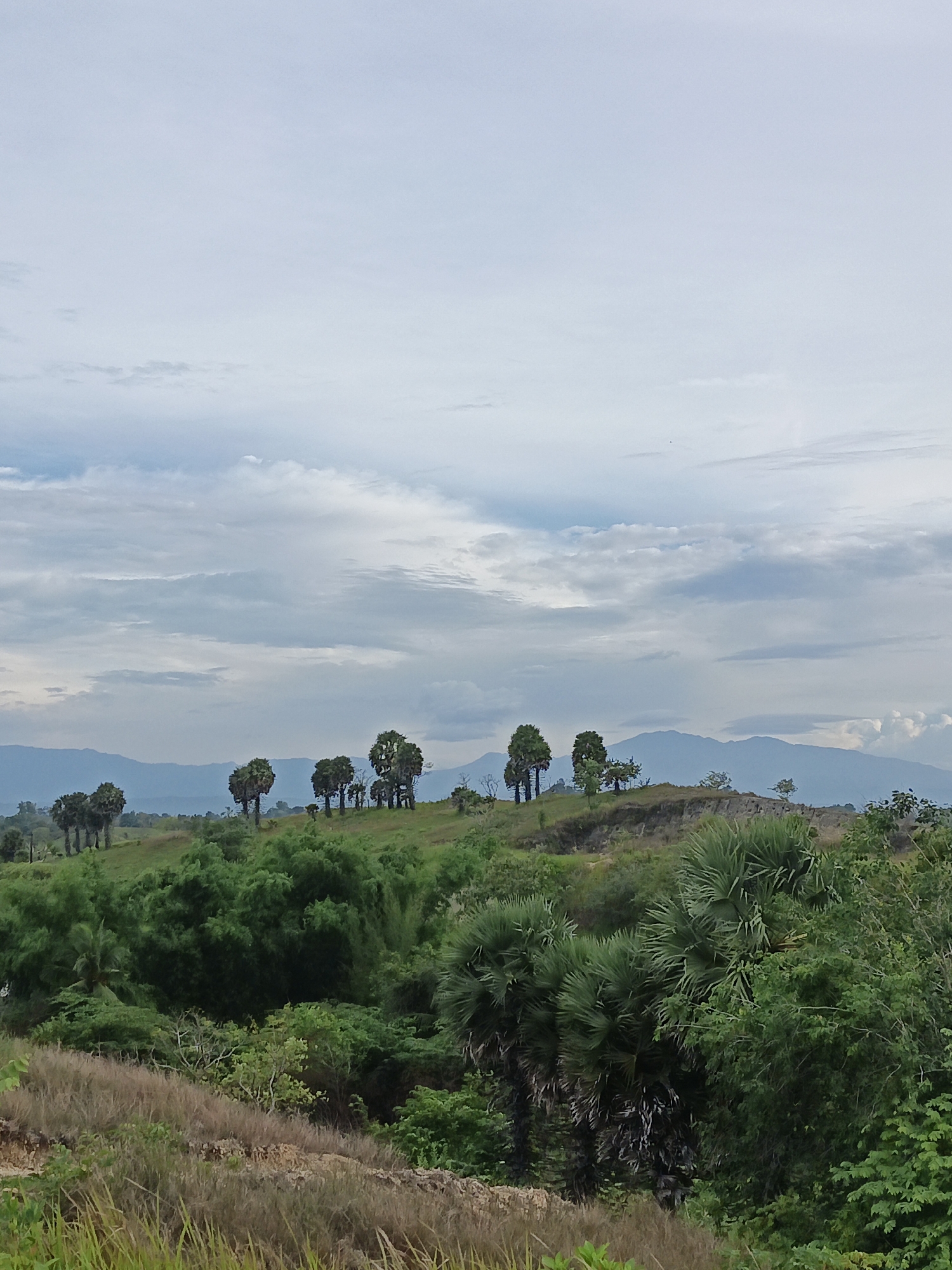 The image depicts a lush, green landscape in Lhokseumawe, Indonesia, under a cloudy sky. In the foreground, there's a mix of low-lying vegetation and dry grasses. The middle ground features dense tropical foliage, including palm trees and other broad-leaved plants. A small hill rises in the center of the frame, dotted with sparsely spaced trees. In the distant background, a range of mountains is visible against the horizon. The sky is overcast, with shades of gray and white dominating the upper portion of the image. There are no visible people or animals.