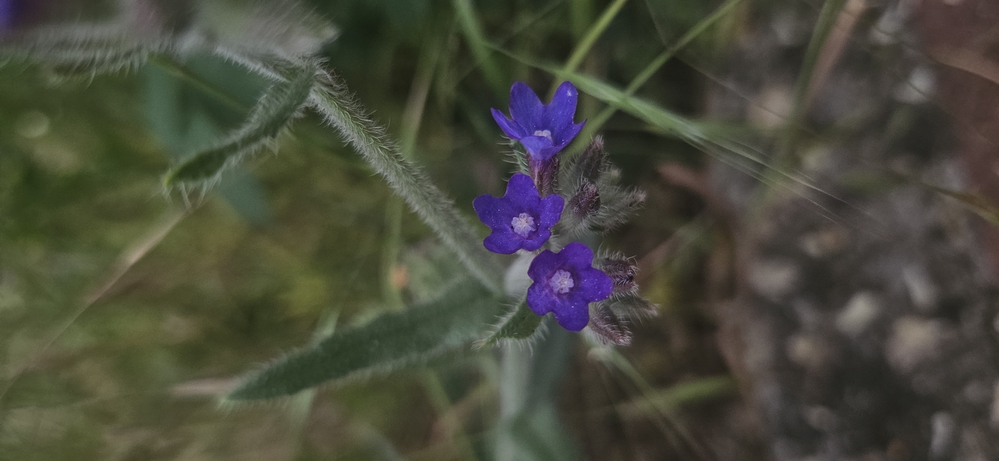 A close-up photograph captures a cluster of small, vibrant purple-blue wildflowers in what appears to be a natural outdoor setting in Momin Prohod, Bulgaria. Three five-petaled blossoms are prominently featured in sharp focus, each exhibiting a lighter, almost white center. Another similar flower is partially visible at the top. The stems and elongated leaves of the plant are distinctly covered in numerous fine, white hairs, giving them a fuzzy texture. Several unopened, hairy buds are also visible among the blooming flowers.
The background is softly blurred, creating a shallow depth of field that highlights the wildflowers. It primarily consists of various shades of green foliage, likely other plants and grasses. Hints of earthy brown and muted tones are visible towards the edges, suggesting natural ground cover or dried plant material. The lighting is soft and natural, indicating daytime conditions. There is no specific activity depicted, and no people, artificial objects, or visible text are present in the image. The overall impression is one of serene natural beauty.