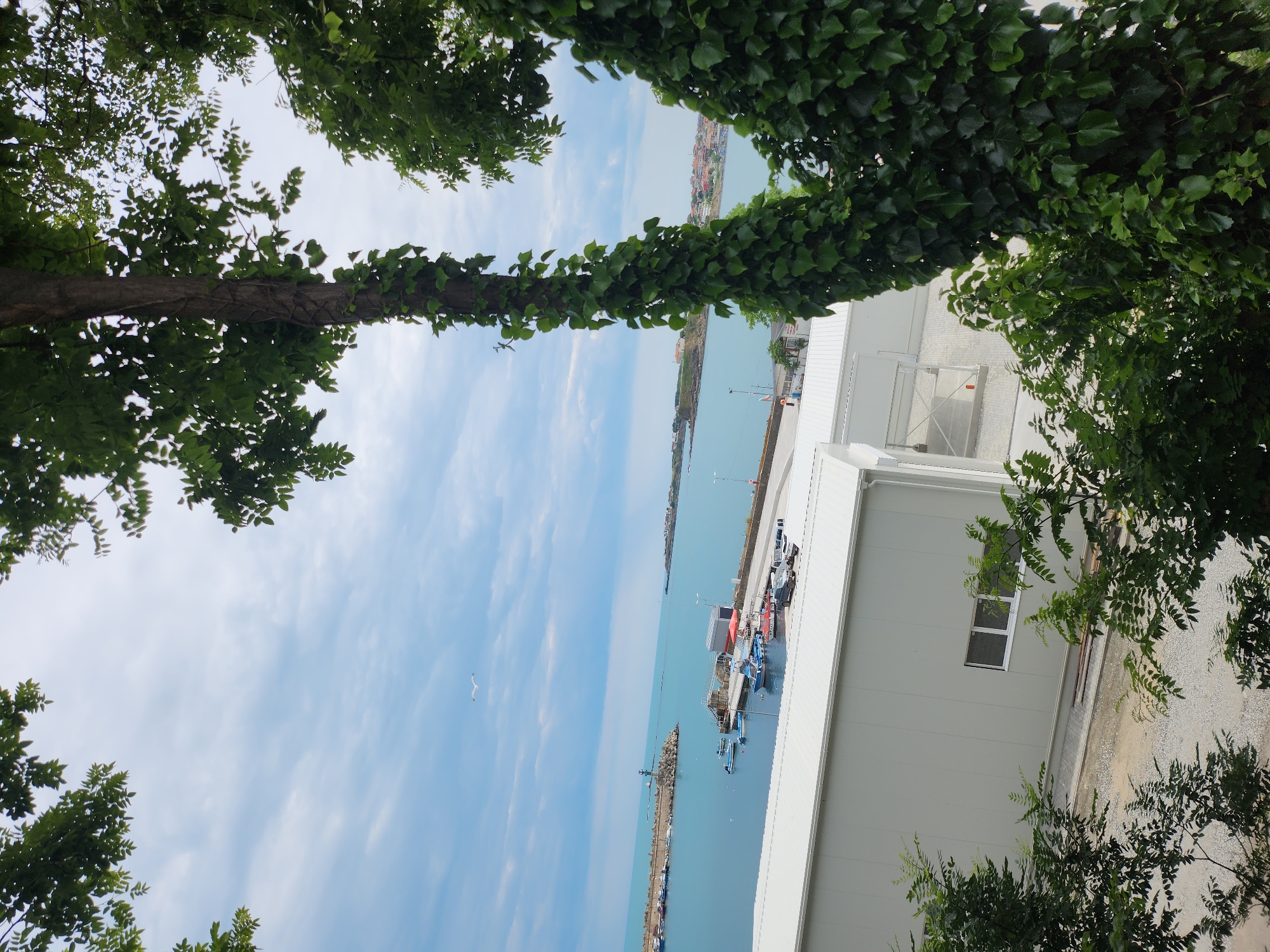 The image shows a view of the port of Tsarevo, Bulgaria, with a cluster of buildings in the foreground and boats docked in the harbor. A lighthouse is visible on a breakwater in the distance, and the sea stretches out to the horizon. The sky is partly cloudy, and a bird is flying overhead. The foreground features lush green trees with ivy climbing up one of the trunks, partially obscuring the view of the port. A modern, light-colored building with a white roof and a few windows is situated just beyond the trees. The overall impression is one of a coastal town with maritime activity.