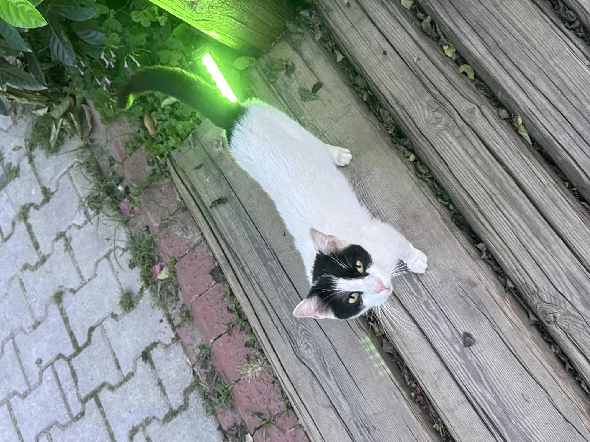 A white and black cat lies on a wooden bench. The cat is lying on its side, with its head near the bottom of the frame and its tail near the top. The cat's tail is black and bushy. The bench is made of several planks of wood, and there are gaps between the planks. To the left of the bench is a paved area with some grass and plants growing in the cracks. There is a green light reflecting off the bench and plants.